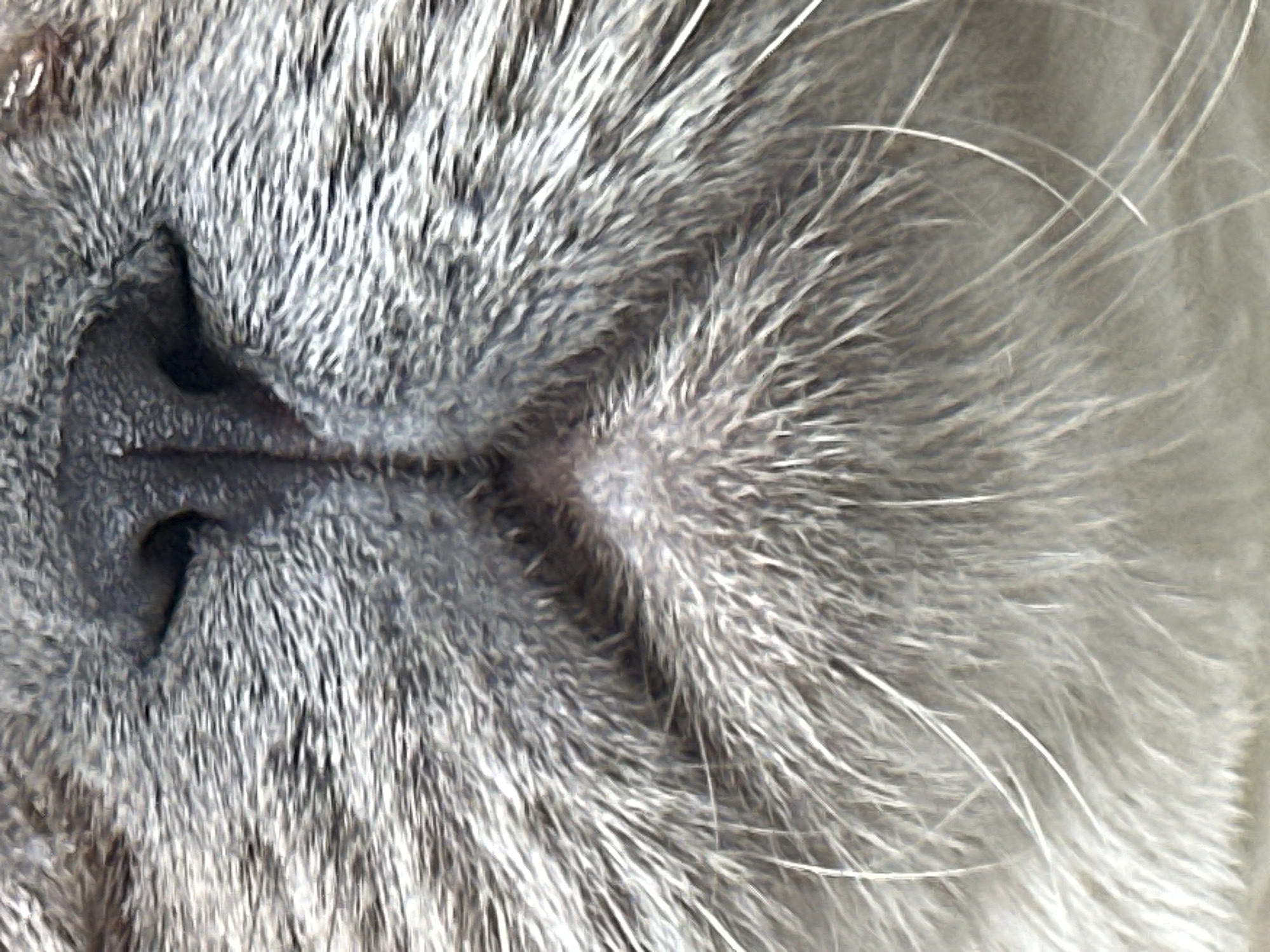 This is a close-up, macro photograph of a cat's nose and mouth area, showing the texture of its fur and whiskers. The image is dominated by shades of grey and white, with the dark nostrils of the cat clearly visible. The fur appears soft and dense, with individual hairs rendered in sharp detail. The cat's whiskers are long and fine, extending outwards from the muzzle. The lighting appears to be natural, casting subtle shadows and highlighting the texture of the fur. There are no visible elements in the image that can be used to determine a specific location in Uzhhorod, Ukraine, or any other city. The scene is entirely focused on the animal's facial features.
