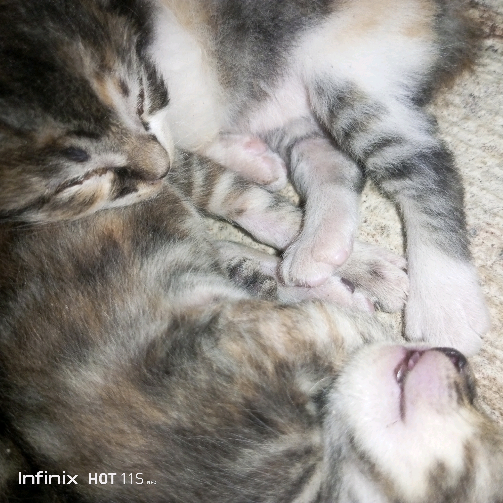 In a close-up, overhead shot, two young kittens, likely domestic shorthairs with tabby markings in shades of gray, black, and brown, are sleeping cuddled together. One kitten's face is visible in the lower right, with its mouth slightly open and pink nose prominent. Its paws are interlocked with the other kitten's body. The second kitten is partially obscured, its head to the left. The kittens are resting on a textured, neutral-colored surface, possibly a blanket or rug. The bottom left corner of the image displays white text that reads "Infinix HOT 11S NFC". There is no information available regarding the location of Sukaslamet, Indonesia, in relation to this image.