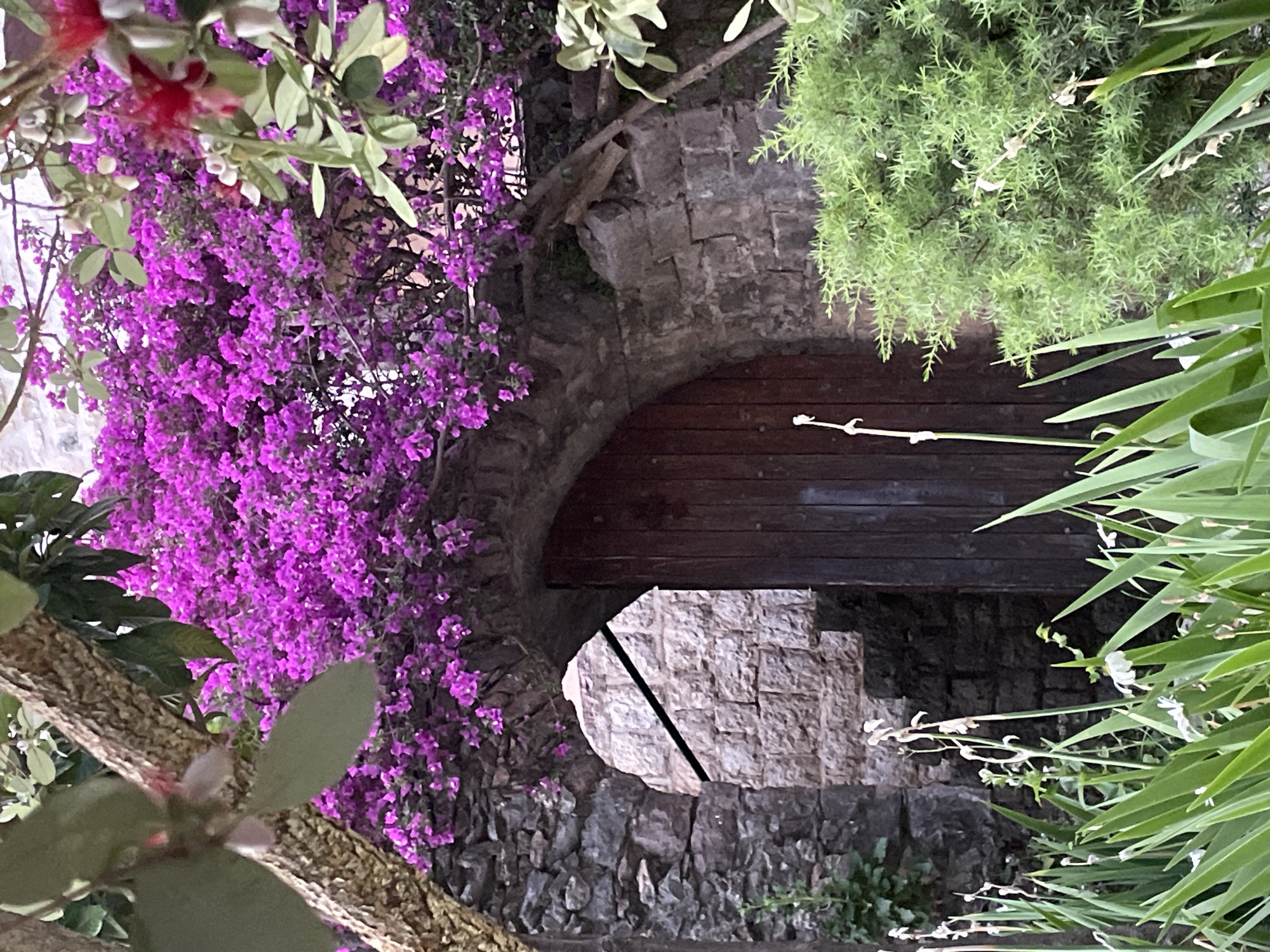 An image shows an arched stone structure in Budva, Montenegro. The archway, built of rough-cut gray stones, is partially obscured by a wooden gate or barrier. Vibrant purple bougainvillea flowers cascade over the stones on the left side of the arch. Green plants, including spiky-leaved ones, grow on the right and top, framing the opening. Through the arch, a glimpse of a wall made of lighter-colored stones is visible. The scene is overgrown with vegetation, creating a natural, almost hidden passage.