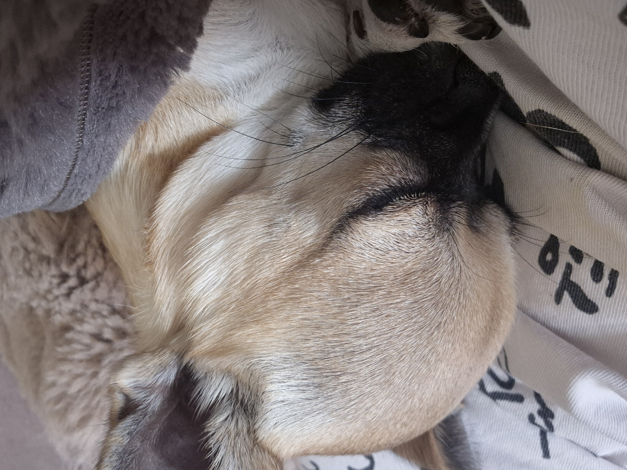 A close-up, angled shot captures a dog resting peacefully, likely asleep, with its eyes closed. The dog's head is predominantly covered in light brown and tan fur, with some lighter, almost white patches around its muzzle and darker fur closer to its nose. Prominent long, dark whiskers extend from its snout.
The dog is nestled among soft textures. To the left, a grey, plush fabric, possibly a blanket or cushion, partially covers the dog, showcasing visible stitching. To the right and underneath the dog's head is a white fabric, appearing to be a sheet or blanket, adorned with black Japanese characters. Specifically, "ドッ" and "ダ" are discernible on the white fabric. The scene conveys a sense of comfort and serenity, suggesting the dog is indoors and relaxed. The lighting is soft, implying an indoor setting without direct sunlight.