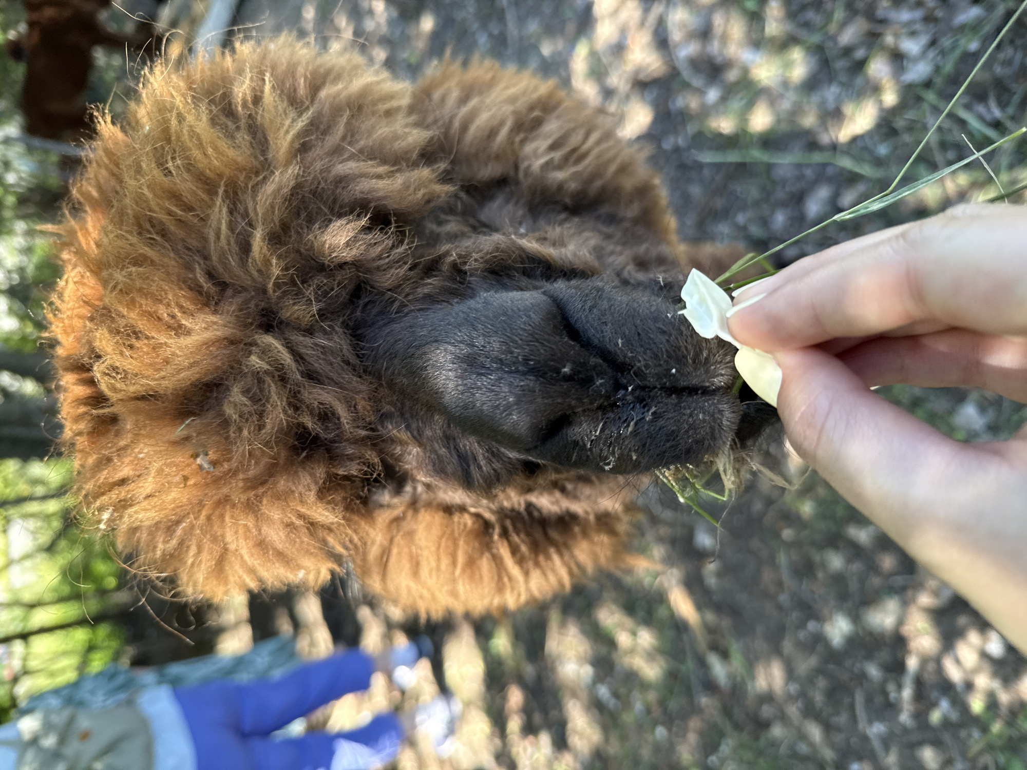 An overhead, close-up shot captures the face of a fluffy brown alpaca as it eats a small white flower from a person's hand. The alpaca's nose is black and appears wet, with blades of grass clinging to its muzzle. The alpaca's fur is long and shaggy, with lighter brown tones mixed throughout. In the background, a person wearing blue pants and a light-colored shirt is visible, out of focus, as are trees and the ground covered in dirt and fallen leaves. The scene appears to be an outdoor enclosure, possibly at a farm or zoo.