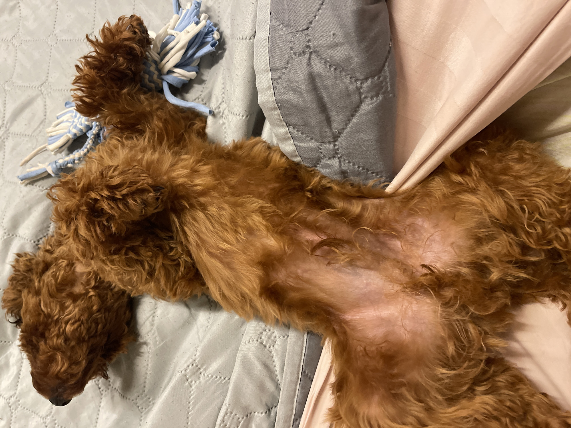 A tan-colored poodle dog is lying on its back on a quilted blanket with a pink sheet underneath, near a light gray pillow. A blue and white rope toy is placed near the dog's head. The dog's belly is exposed and appears slightly pinkish. The image is an overhead shot taken indoors.