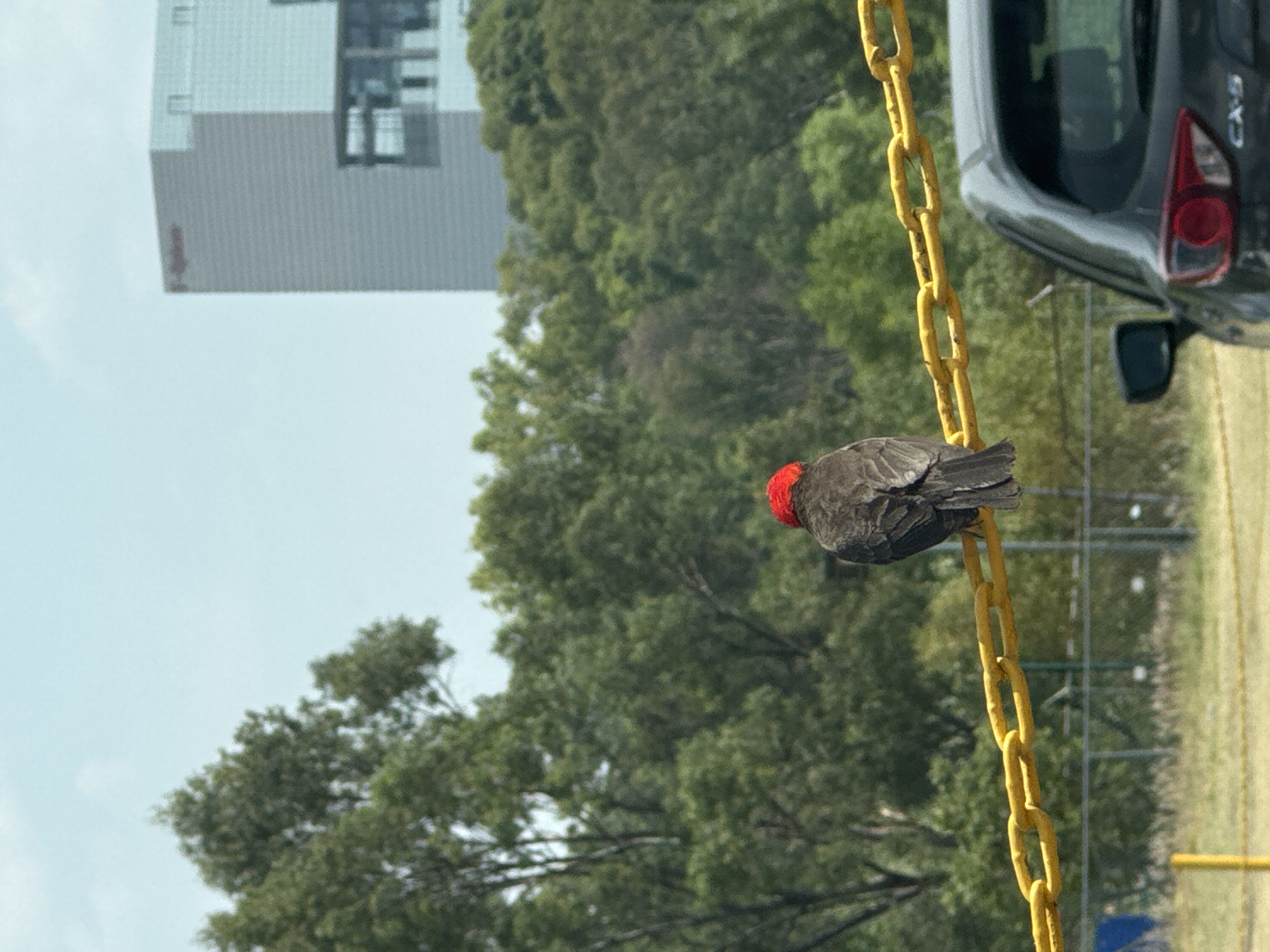 A reddish-headed bird perches on a yellow chain. Behind the bird is a dense green forest. A light gray building is in the background, with the hint of a logo on its side. To the right of the bird is a parked gray car. This photo was taken outdoors in daylight. The image has been rotated to the left. While specific buildings or landmarks are not visible, the general context of the image and the presence of foliage suggest the location is likely within Puebla, Mexico.