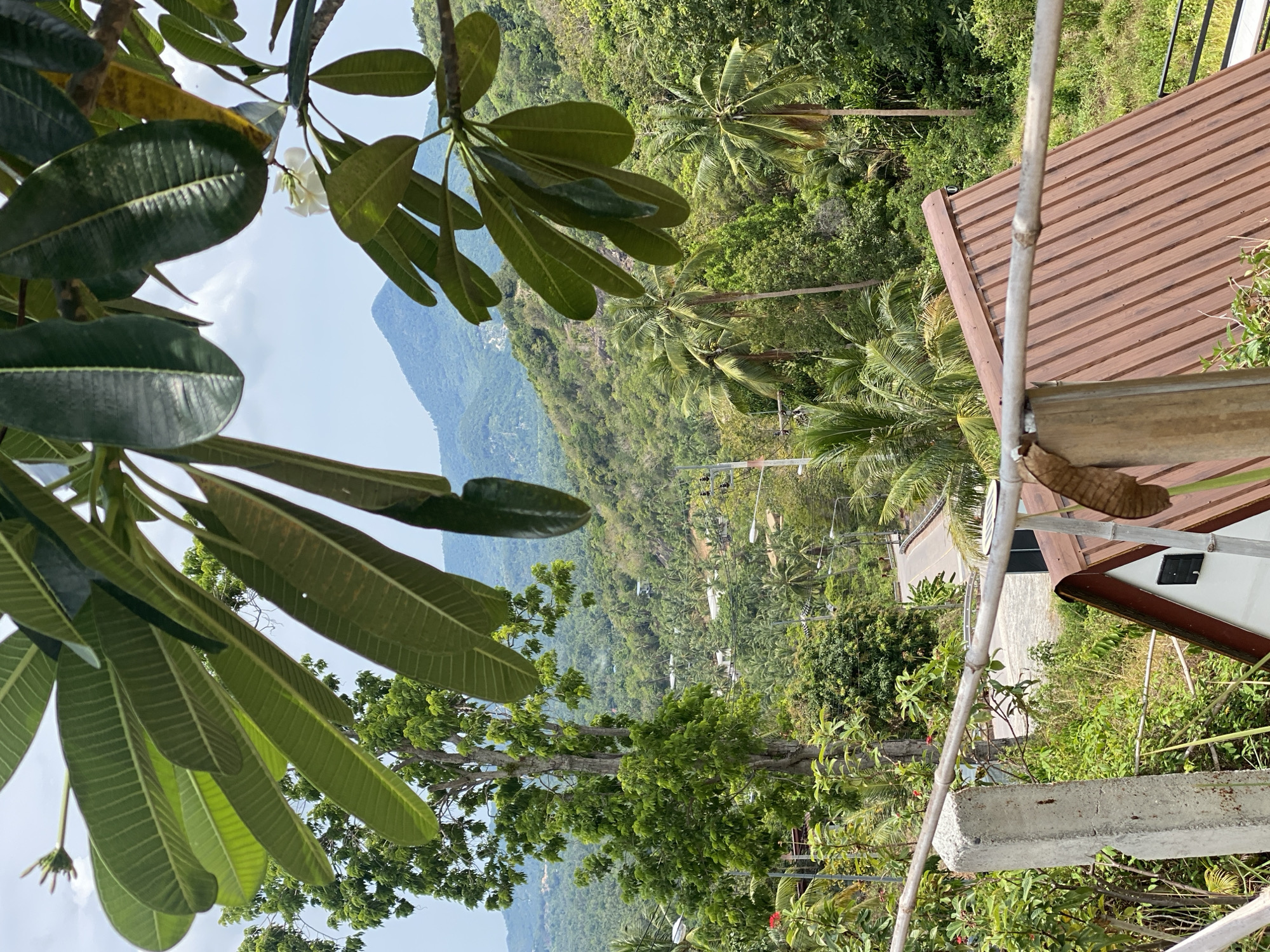 The image presents a landscape view from what appears to be an elevated position, possibly a balcony or rooftop, in Baan Kai, Thailand. The foreground is dominated by lush green foliage, including large leaves of a tropical plant in the upper left corner, and smaller trees and shrubs filling the lower portion of the frame. Beyond the immediate foreground, the scene opens up to reveal a dense expanse of tropical vegetation, predominantly coconut palms, stretching into the midground. A glimpse of a mountain range is visible in the distance, partially obscured by the foliage. In the right foreground, a section of a building's roof with brown corrugated metal is visible, along with a white exterior wall and a vertical grey support structure. Power lines are also noticeable within the dense vegetation. The sky is pale blue and partially visible through gaps in the leaves.