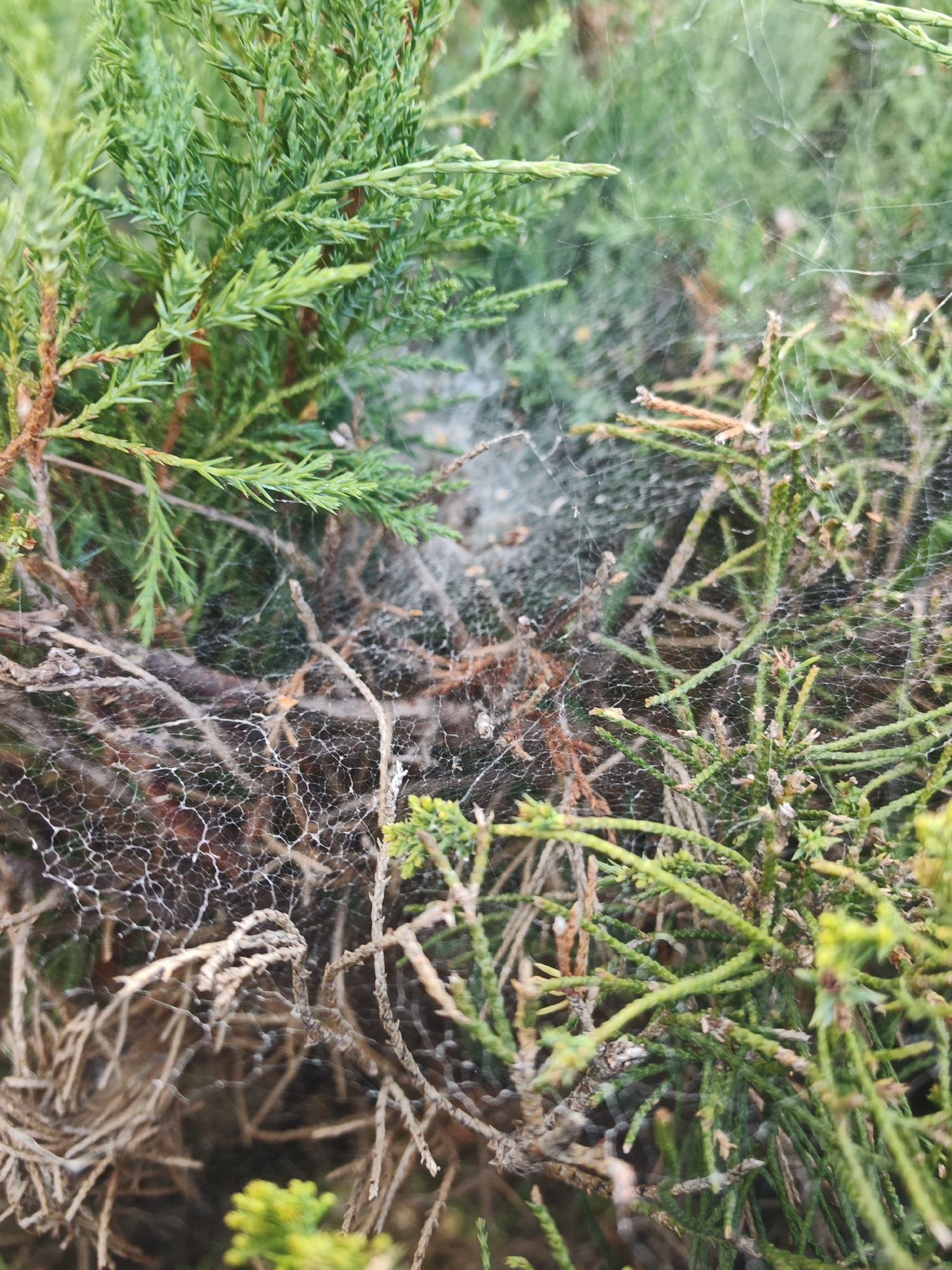 This is a close-up, eye-level, vertical photograph of a spiderweb spun between the branches of a green conifer plant. The spiderweb is dense and covers a significant portion of the frame, with some areas appearing more concentrated and others more sparse. The intricate network of silken threads is clearly visible, catching the light and creating a delicate, almost ethereal effect. The conifer branches are a vibrant green, with some older, brown needles and twigs providing a contrasting texture. The background is out of focus, but appears to be more of the same conifer foliage, suggesting the plant is part of a larger shrub or tree. The image was taken outdoors, likely in a garden or natural setting. There is no indication of human presence or any specific location within the city of Rechytsa, Belarus.