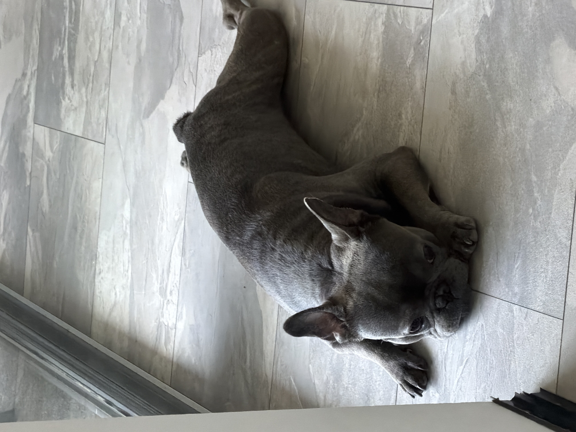 A grey French bulldog is lying on its belly on a tiled floor. The dog's front legs are extended forward, and its head is resting on its paws, facing the viewer. The floor is made of large, light grey tiles with a marble-like pattern. In the background, a portion of a window frame or door is visible on the left side of the image. The scene appears to be indoors, possibly in a home or a commercial space, in Ruse, Bulgaria.