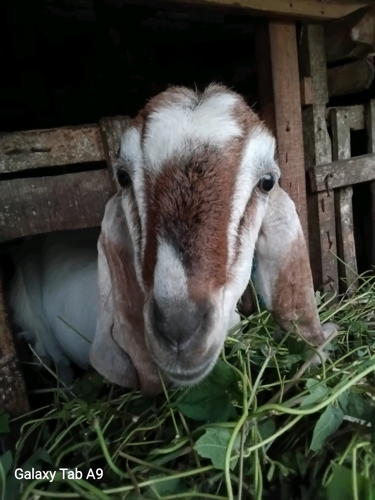 A close-up shot focuses on the head and upper body of a goat that is eating. The goat has brown and white markings on its face and ears, with large, floppy ears. It is positioned within a wooden enclosure, with hay or grass surrounding its head and neck. The background is dark and appears to be inside a structure, possibly a barn or pen. The bottom left corner of the image displays text that reads "Galaxy Tab A9". The scene is likely in a rural setting in Trenggalek, Indonesia, where goats are commonly raised.