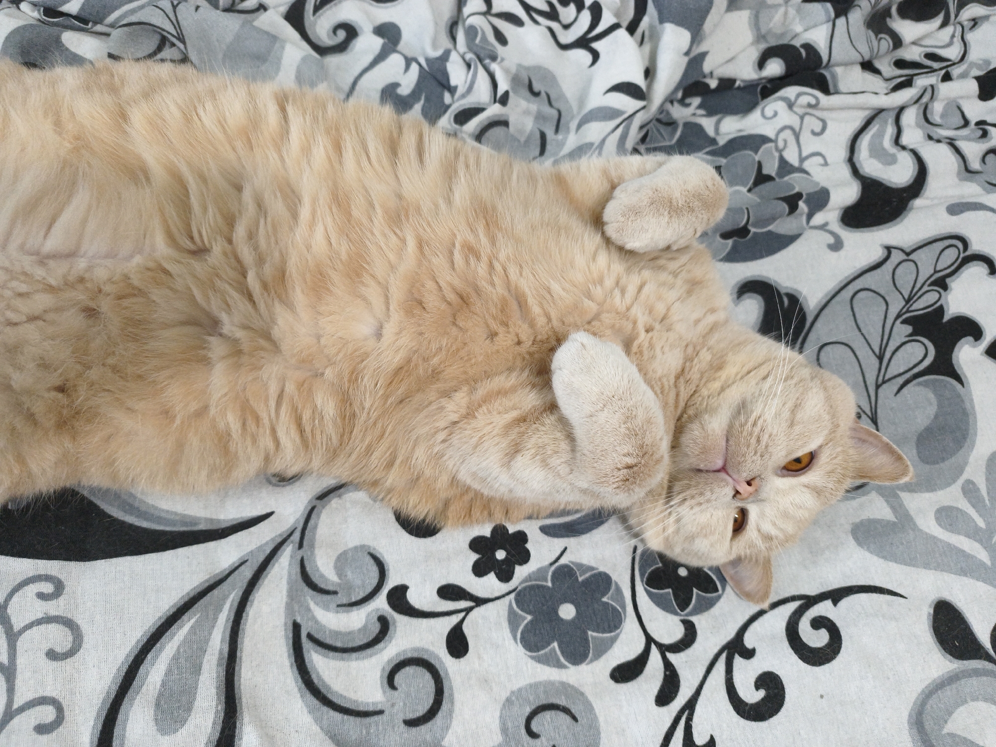 A medium shot shows a light orange cat lying on its back on a white and gray floral patterned sheet. The cat has its paws curled up near its chest and head. The cat's face is tilted slightly to the right. The cat has orange eyes and white whiskers. The background is out of focus.