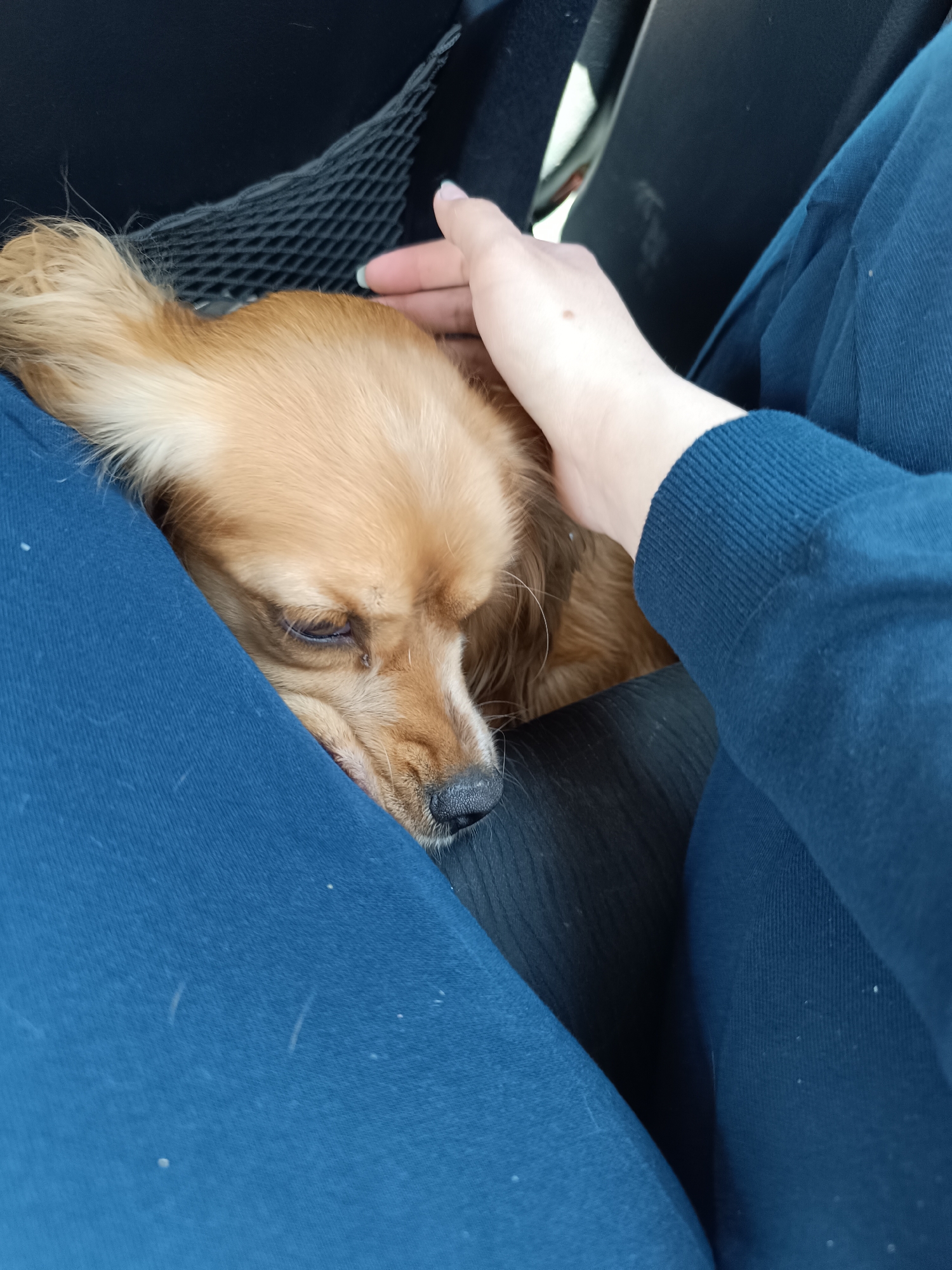A medium, eye-level shot captures a dog resting on a person's lap, with the person's hand gently touching the dog's head. The dog is a golden-brown color, has long ears, and appears to be either sleeping or resting with its eyes mostly closed. The person's hand is pale, with manicured nails, and is softly placed on the dog's head. The person is wearing a blue sweater or sweatshirt. The scene takes place inside a car, with the black mesh of the seat visible in the background. The car interior and the person's clothing dominate the color palette, with shades of blue and black. The image is softly lit, and the focus is on the dog and the person's interaction. The location in the city of Unknown, Unknown cannot be determined from the image.