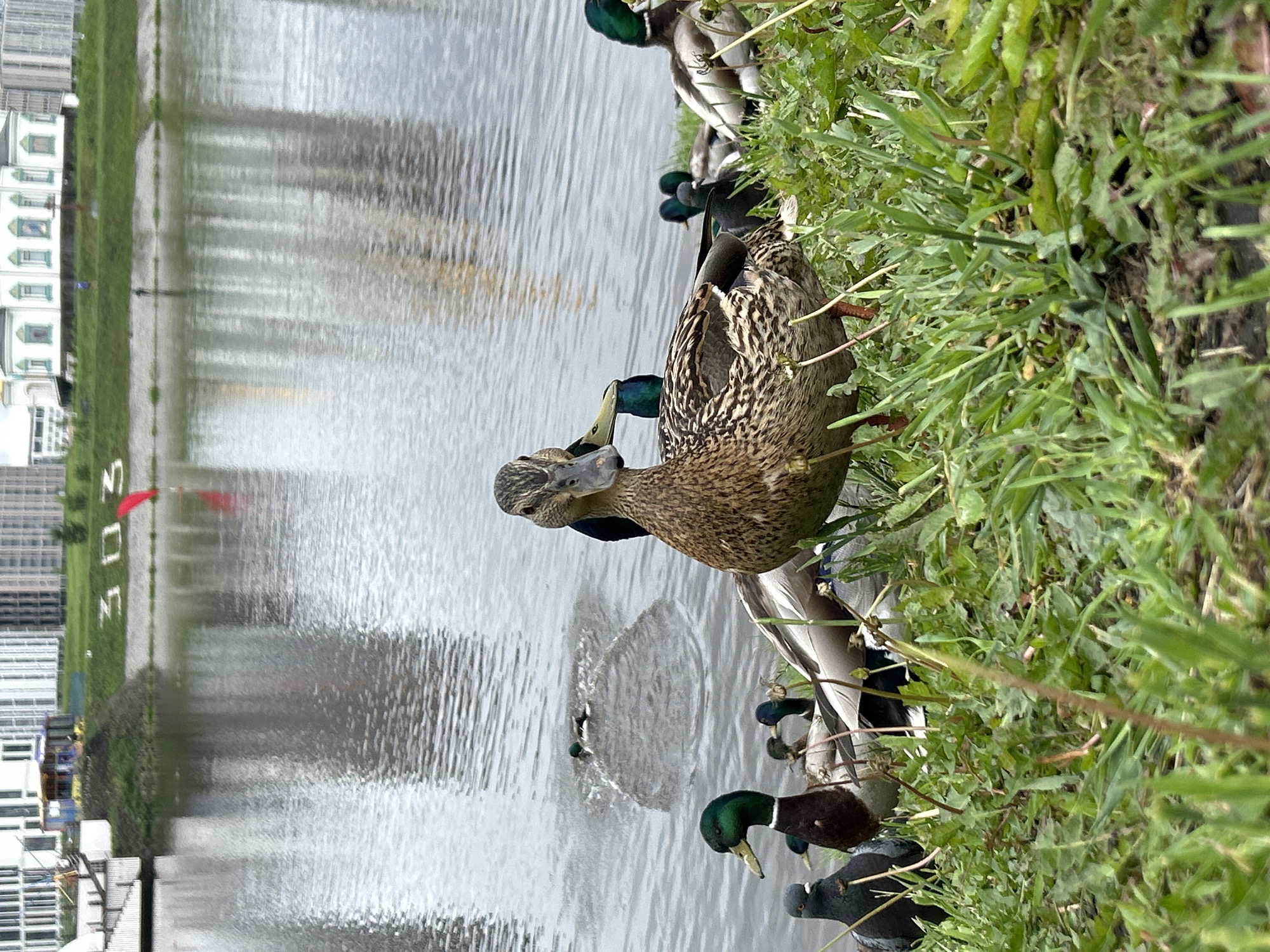 This image presents a low-angle view of a group of ducks and pigeons on a grassy bank next to a large body of water in Yekaterinburg, Russia. In the immediate foreground, a female Mallard duck (Anas platyrhynchos) with mottled brown plumage and an orange bill stands prominently, looking directly at the viewer. Several male Mallard ducks, identifiable by their iridescent green heads, and at least two dark grey pigeons are visible among the green grass and weeds surrounding the prominent female duck.
The midground features the calm, grey water surface, which reflects distant urban structures as elongated, blurred patterns. To the left, a duck is partially submerged, creating distinct, expanding ripples on the water.
The background reveals the urban environment along the far bank. On the left, a modern, white multi-story building and a concrete dock or ramp are visible. A small, multi-colored structure sits atop a grassy mound near the water. Towards the center of the far bank, the white numbers "303" are painted on the green embankment, and a red, flag-like object is partially submerged in the water nearby. Further right, a distinctive white building with ornate windows and multiple green domes, identifiable as the Cathedral Mosque on the Lake (also known as the "Heart of Kazan" or "White Mosque") on the Verkh-Isetsky Pond, is prominent. Tall, modern residential buildings are visible beyond the mosque. A faint, small human figure can be discerned on the distant bank near the mosque. The overall lighting suggests an overcast or muted daylight condition.