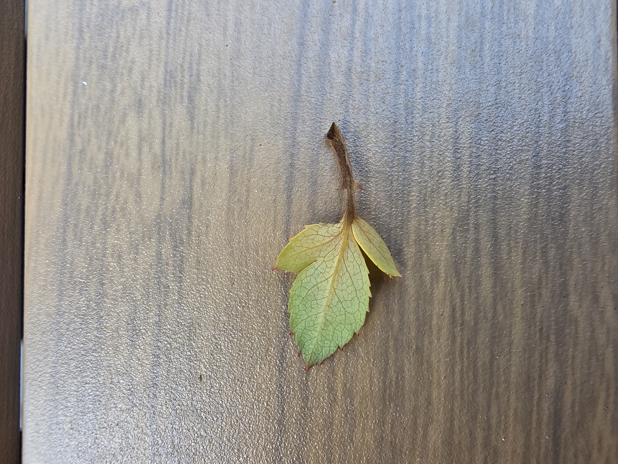 A single, small, detached green leaf with serrated edges and prominent veins lies on a textured wooden surface. The leaf has a brown stem that appears to have been broken off. The surface has a wood grain pattern with horizontal lines. The lighting suggests an outdoor setting. The image is cropped close to the subject.
