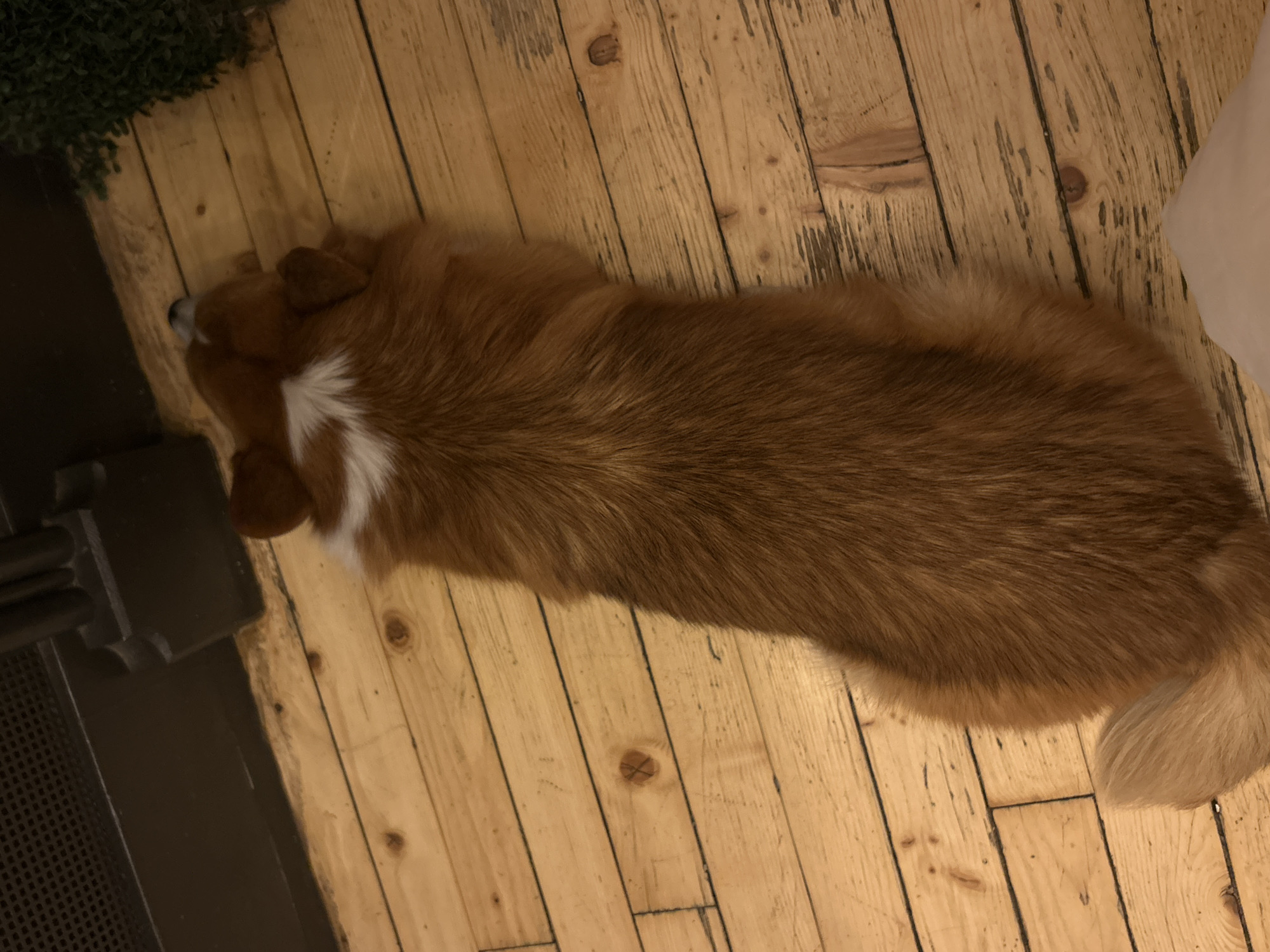 An overhead shot captures a reddish-brown dog lying peacefully on a light-colored wooden floor. The dog, possibly a Corgi, is stretched out, facing towards the top-left of the frame. It features a distinctive white patch of fur on its neck and chest, with the rest of its body covered in rich reddish-brown fur that transitions to a lighter, more yellowish-brown at its tail, visible in the bottom-right corner.
The wooden floorboards exhibit a rustic aesthetic with visible grain, knots, and varying shades of light brown, indicating natural wood or an aged finish. In the top-left corner, a cluster of dark green, textured material, likely a houseplant or decorative foliage, adds a touch of natural accent. To the immediate left of the dog's head, a dark, rectangular object with a visible grated pattern occupies the left side of the frame, possibly part of a fireplace, heating vent, or a piece of furniture. A soft, light-colored object, which could be a pillow or blanket, is partially visible in the top-right corner.
The lighting suggests an indoor setting, appearing somewhat dim but sufficient to highlight the subjects. The dog seems relaxed and calm, resting in what appears to be a comfortable interior space. There is no visible text in the image. While the location is Sofia, Bulgaria, there are no explicit visual cues within the photograph to confirm this.