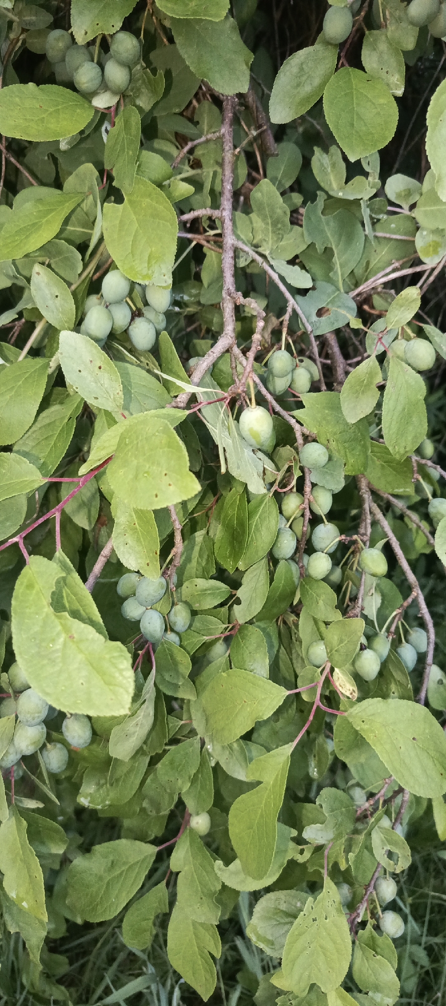 This is a close-up, eye-level photograph of a plum tree with numerous unripe, green plums and dense green foliage. The branches are thin and brown, with some reddish stems visible. The leaves are oval-shaped and appear healthy, though some show minor damage like small holes or irregular edges. The plums are small and spherical, clustered together on the branches. The background is dark and slightly out of focus, suggesting a natural outdoor environment, likely a garden or park, within the SNT (SNT is a type of Russian dacha cooperative settlement) in Merchalovo, Russia. The lighting suggests it is daytime, possibly late afternoon, with soft, diffused light.