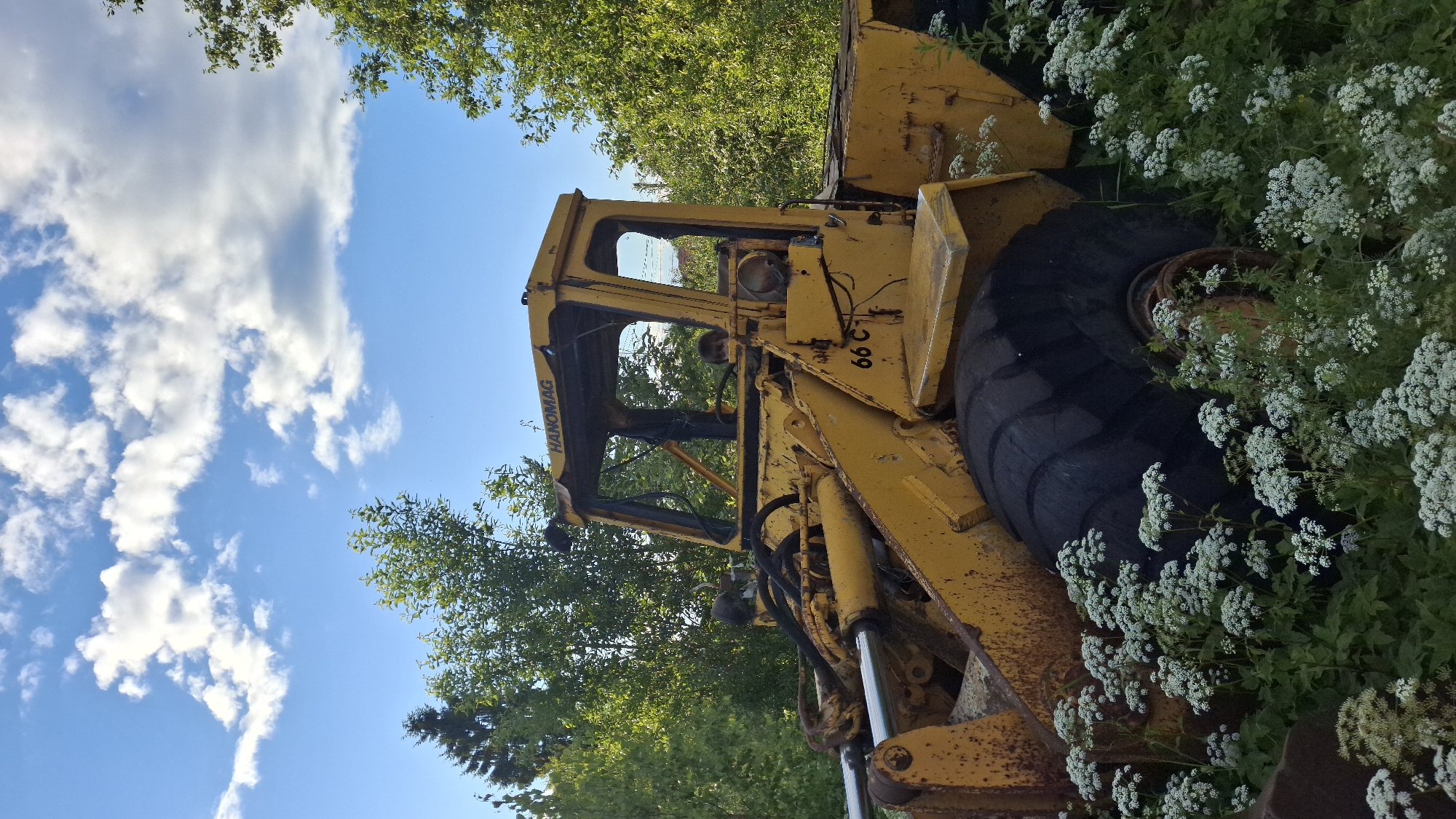The image shows a yellow, weathered Hanomag wheel loader in a natural setting. The loader is parked outdoors amidst lush green foliage and a vibrant blue sky with white, puffy clouds. Small white flowers are growing around the large black tire of the loader. The cab of the loader is partially visible, and a person can be seen sitting inside. The machine appears to be aged, with rust and wear evident on its exterior. The scene suggests a rural or industrial area in Innolovo, Russia, likely during daylight hours under fair weather conditions. The overall impression is one of an abandoned or disused piece of heavy machinery reclaimed by nature. The text "HANOMAG" is visible on the side of the cab, and "66 C" is marked on the side of the loader.