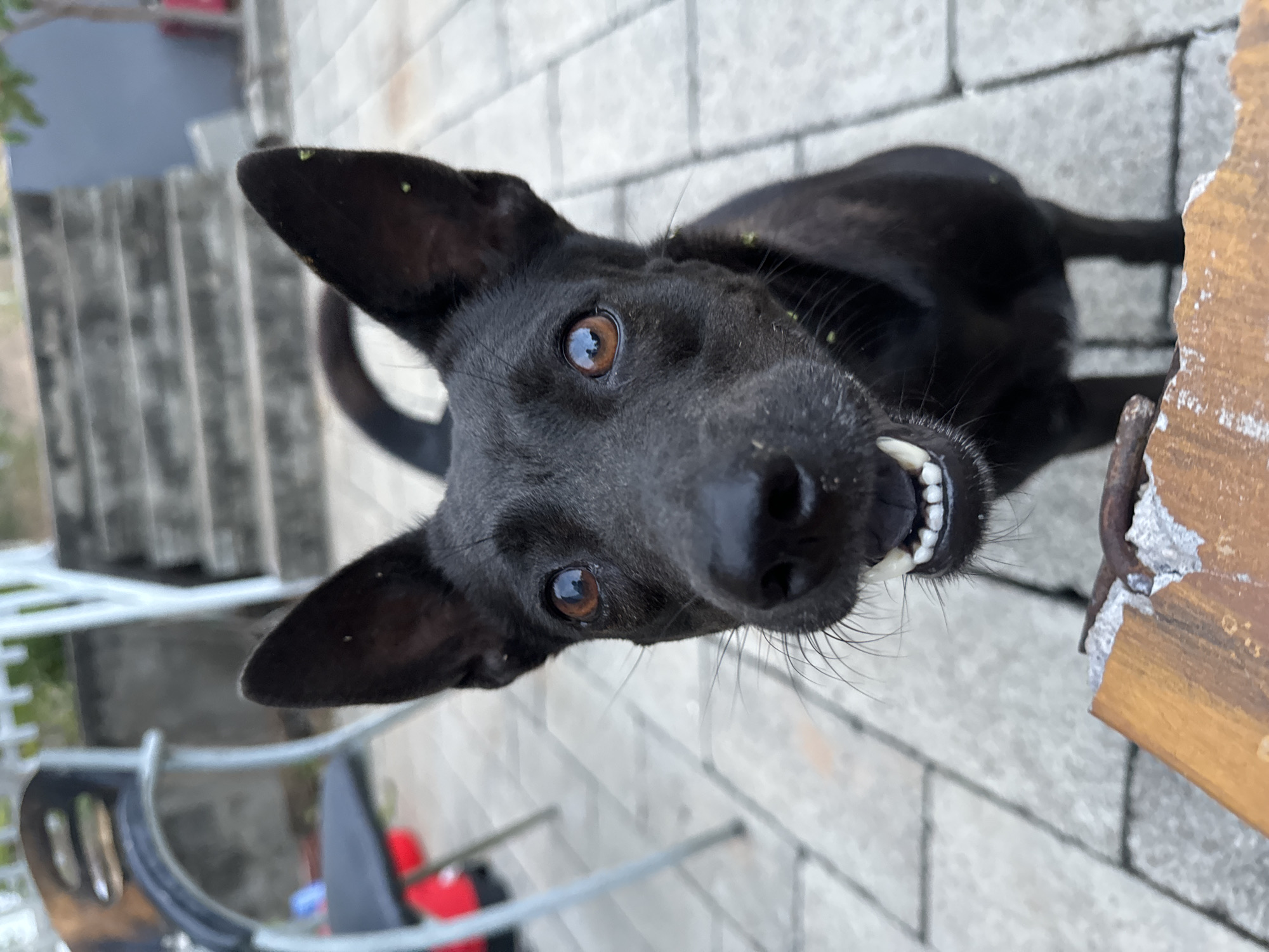 A black dog with brown eyes and pointed ears is the central subject of the image. The dog is positioned at an upward angle, with its nose close to the camera, showing its teeth. There appear to be small pieces of vegetation attached to its fur. The dog is standing on a surface made of grey bricks, and a portion of a wooden structure is visible on the right side. To the left, the lower part of a black plastic chair and a portion of steps can be seen in the background. The scene is outdoors. The image was captured in the city of Mũi Né, Vietnam.