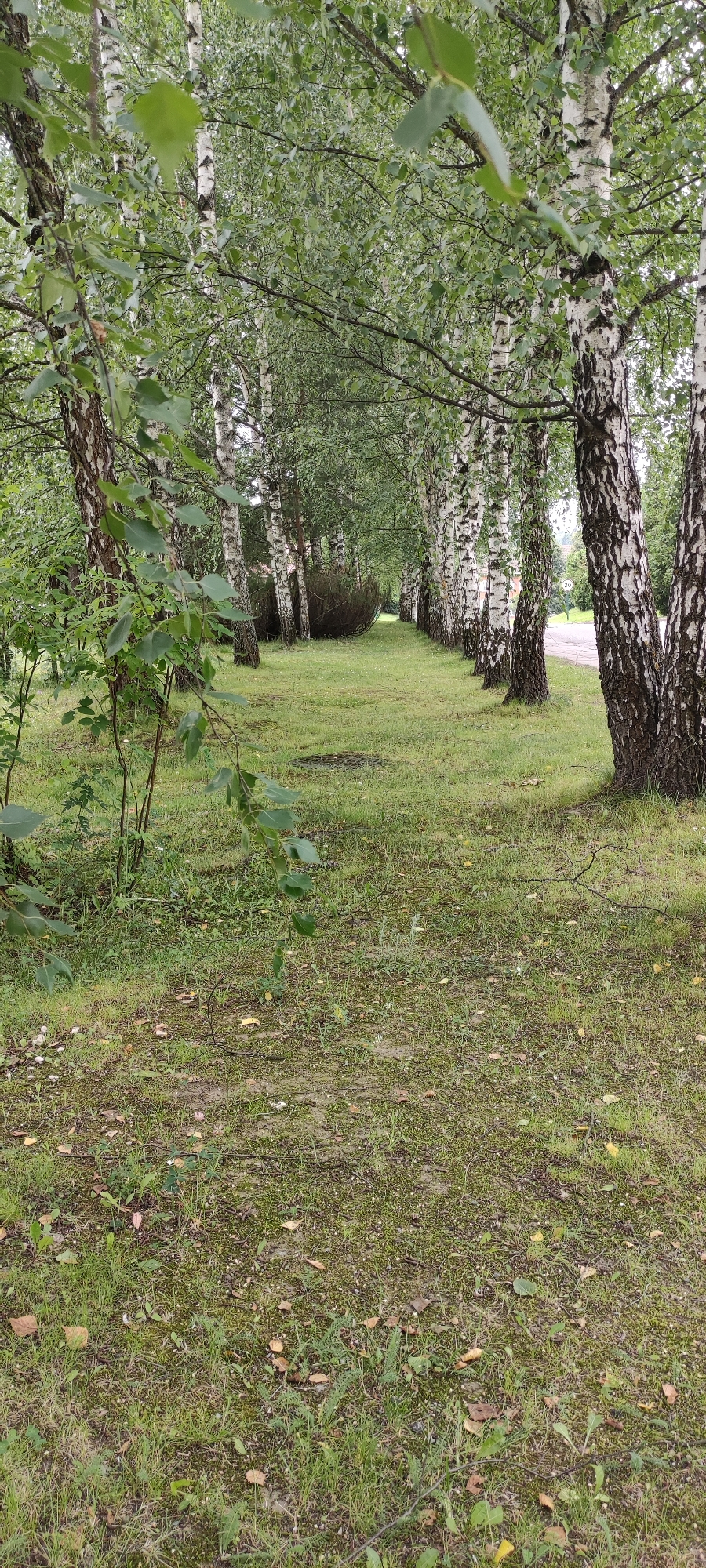 The image shows a tree-lined path with birch trees on both sides. The ground is covered in grass and fallen leaves. A faint, indistinct object appears in the distance, possibly a bush or shrubbery. The path appears to be paved or gravel. The scene is outdoors and appears to be in a park or natural area within the city of Rosinka, Russia, as indicated by the presence of birch trees and a road with a speed limit sign. No people or animals are visible in the image.