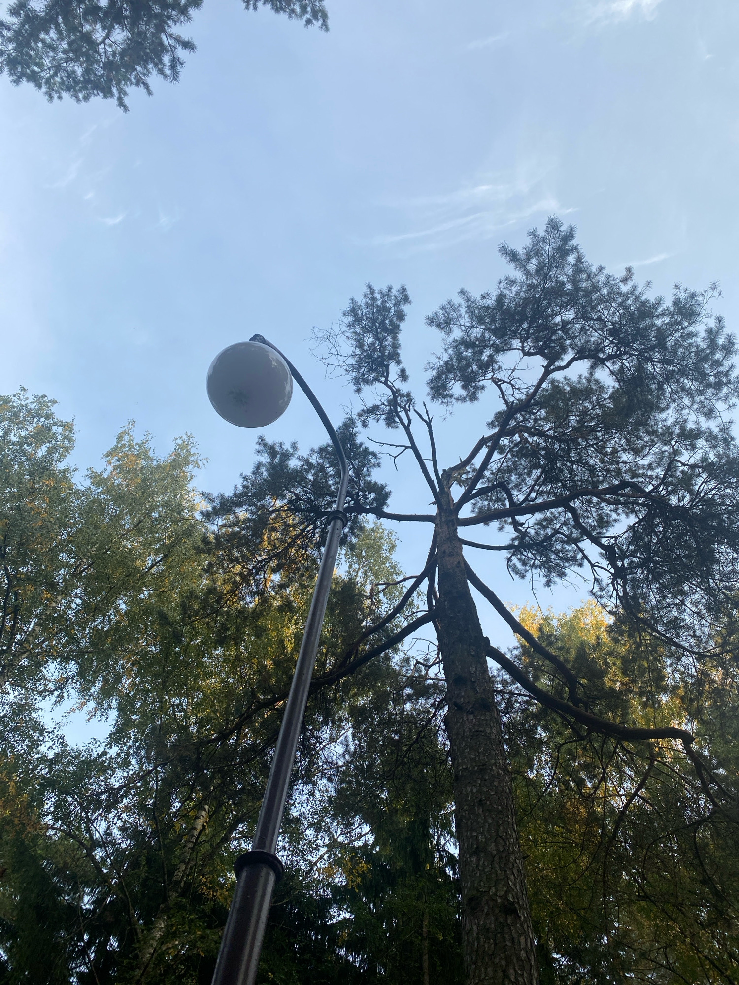 The image shows a low-angle view of a lamppost with a spherical lamp against a pale blue sky with wispy white clouds. The lamppost is positioned in the foreground, slightly off-center to the left, with its curved arm extending upwards and to the right towards the lamp. Behind the lamppost, a large pine tree dominates the right side of the frame, its dark green needles and thick branches silhouetted against the sky. To the left of the pine tree, other trees with lighter green and yellow foliage are visible, suggesting an autumnal setting. The overall scene appears to be an outdoor public space, possibly a park or a street lined with trees. The image does not contain any people or visible signs of specific activity. Without further information or identifiable landmarks, it is not possible to pinpoint the exact location within Minsk, Belarus.
