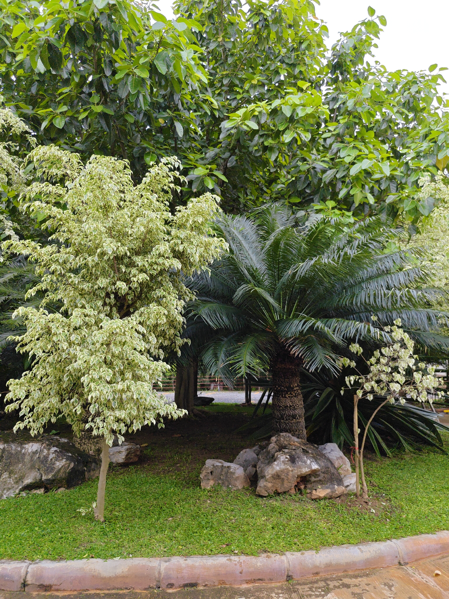 In Mu Si, Thailand, an outdoor scene is captured. The foreground features a curb and a paved area, beyond which lies a patch of lush green grass. Several large, weathered rocks are scattered across the lawn. The midground is dominated by a variety of plants. On the left, a variegated ficus tree with cream and green leaves stands tall. To its right, a sago palm with stiff, dark green fronds is prominently displayed, its thick, textured trunk visible. Behind the sago palm, a larger tree with dense, dark green foliage fills the upper portion of the frame, its branches reaching towards the overcast sky. A smaller, delicate plant with variegated leaves and thin branches is situated to the right of the sago palm. The overall impression is a well-maintained garden or park area, rich in tropical vegetation. No people or animals are visible in the image.
