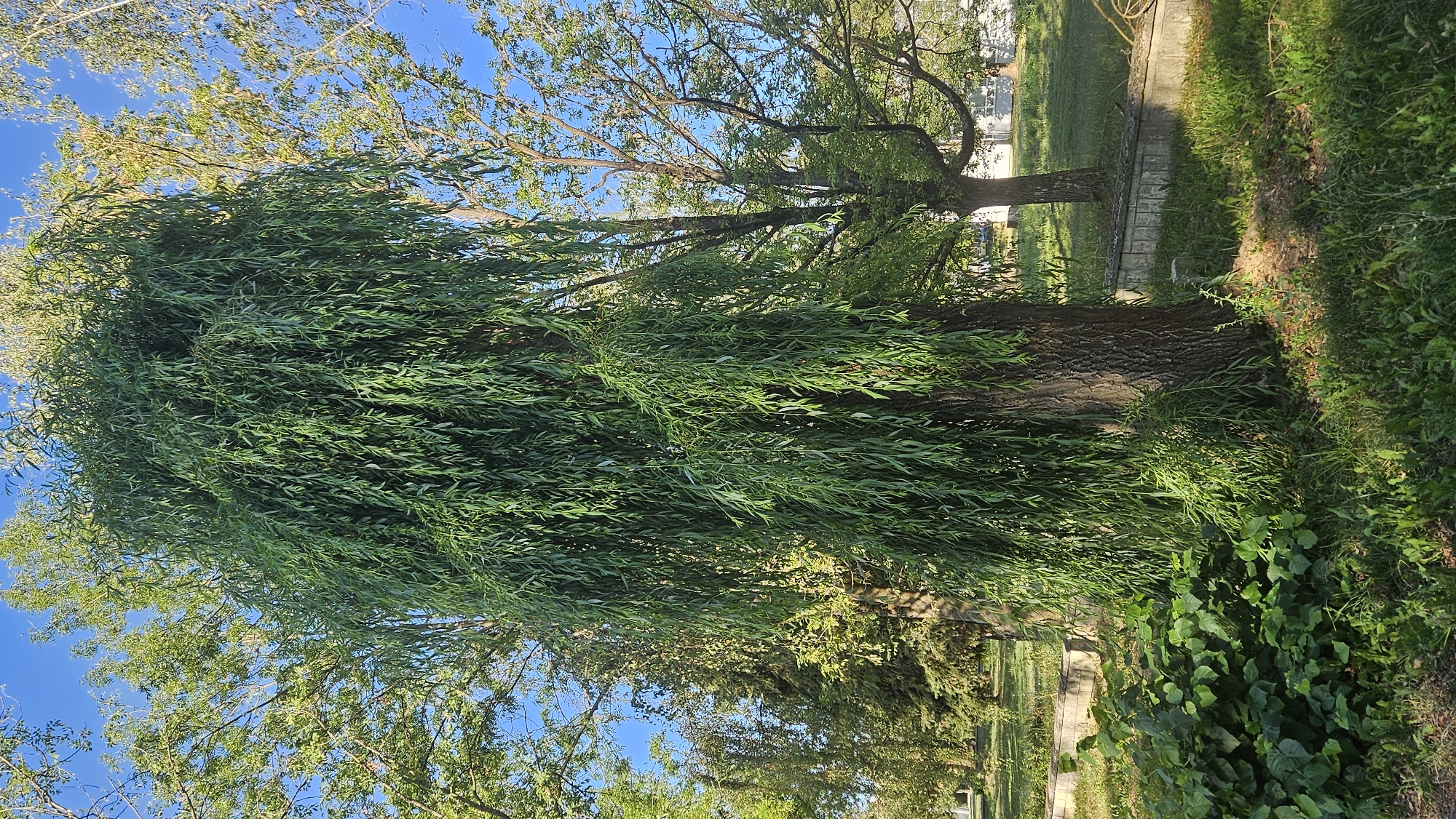 This image depicts a mature weeping willow tree in a park setting. The tree is the dominant subject, with its long, cascading branches creating a curtain of green foliage. The trunk is thick and textured, suggesting age. Surrounding the willow are other trees with less dense foliage, and in the background, there's evidence of a paved walkway and a low concrete border, common in urban parks. The ground is covered in grass and some low-lying bushes near the base of the willow. The sky is a clear blue, indicating fair weather. The overall scene suggests a peaceful, well-maintained outdoor space. Without additional information or identifying markers within the image, it's impossible to pinpoint the exact location in Prešov, Slovakia, but it is consistent with a park or public garden in the city. There are no people or animals visible in the image.