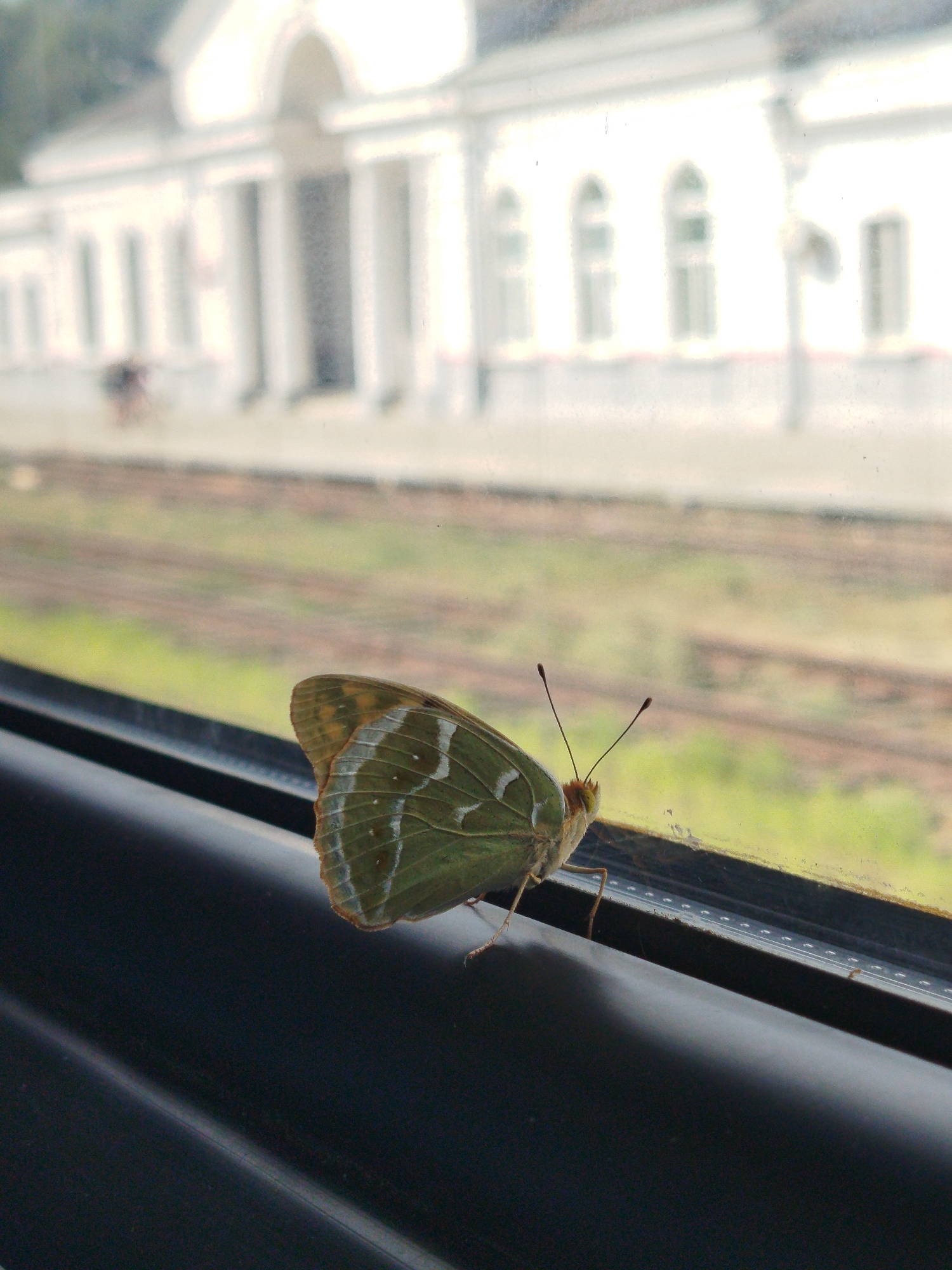 An adult butterfly with green and white striped wings is perched on a dark windowsill, viewed from inside a train. The butterfly's antennae are extended upwards. Outside the window, a blurred background shows train tracks and a long, white, classical-style building with arches and columns, reminiscent of the Taganrog Railway Station in Taganrog, Russia. The building appears to be a significant architectural landmark. The image is taken at eye level, focusing on the butterfly and the immediate foreground of the windowsill, with the exterior environment out of focus.