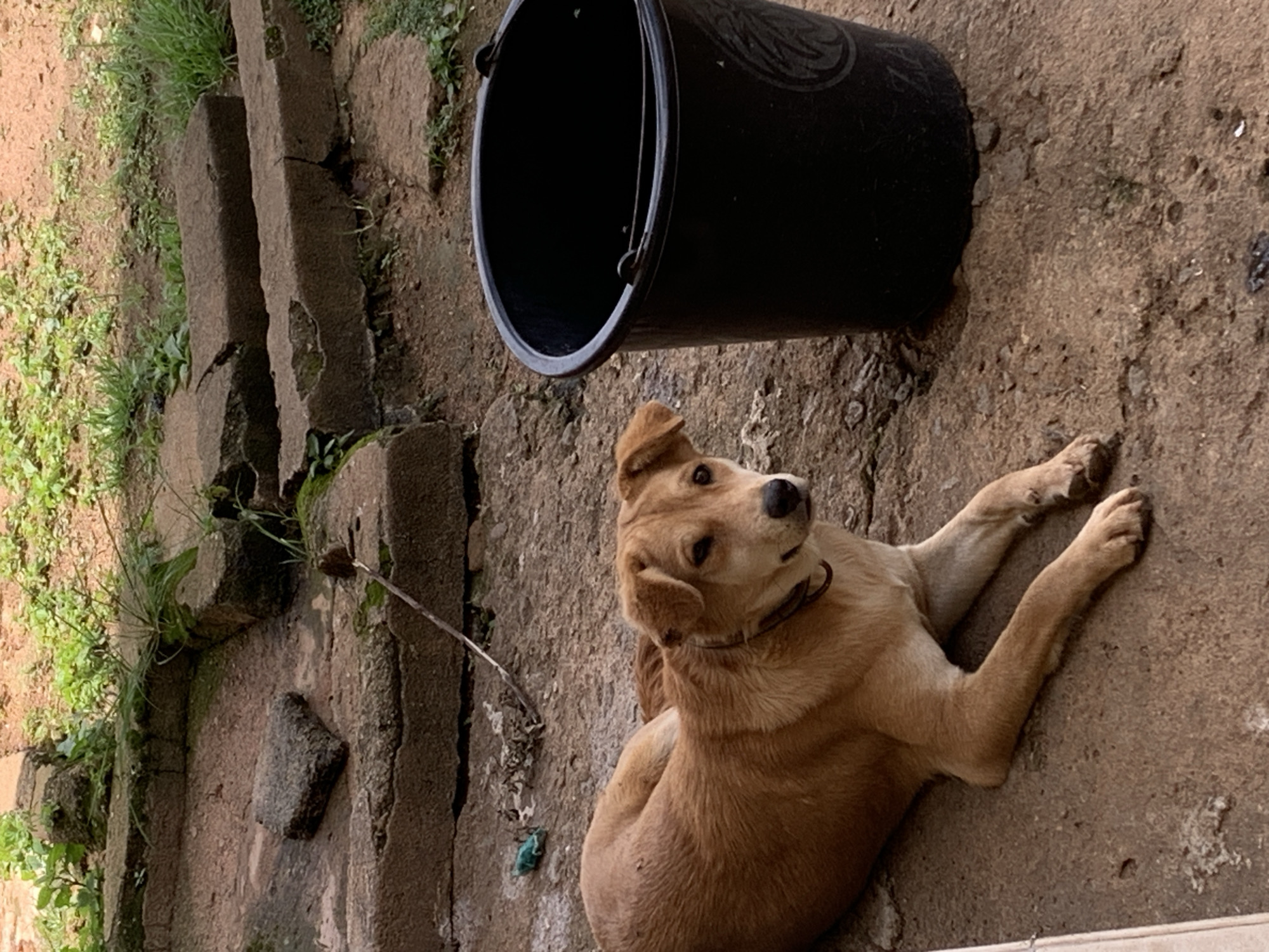 A medium-sized tan dog with light brown eyes and a dark collar lies on a dirt and concrete surface next to a black plastic bucket. The dog is facing the camera, with its head slightly tilted. The background consists of cracked concrete structures, overgrown grass, and some loose stones. The environment appears to be an outdoor area, possibly a yard or alleyway, in Kuru Karama, Nigeria.