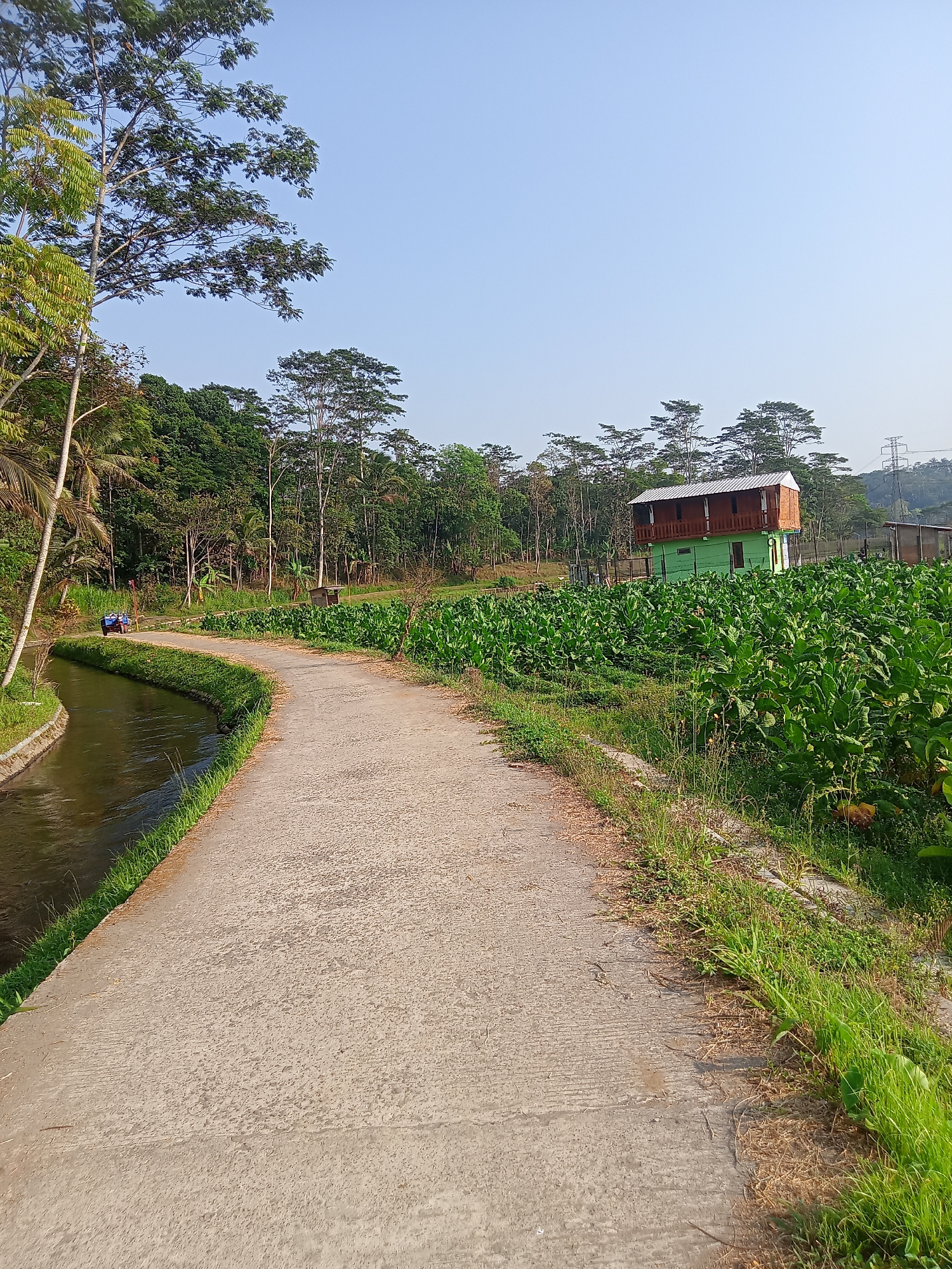 The image depicts a rural scene with a concrete path curving alongside a narrow canal filled with dark water. Lush green vegetation borders the canal and the path. On the right side of the path, a field of tall green crops, possibly tobacco, stretches out. In the middle ground, a two-story building with a green lower level and a wooden upper level with a balcony stands amidst the crops. Behind the building, a dense forest covers the landscape, and further in the background, a power line tower is visible against a clear blue sky. A blue tractor is parked near the canal on the left side of the path. The lighting suggests it is daytime, likely morning or late afternoon. This location appears to be the village of Sruwen, Indonesia, given the agricultural setting and typical landscape features.