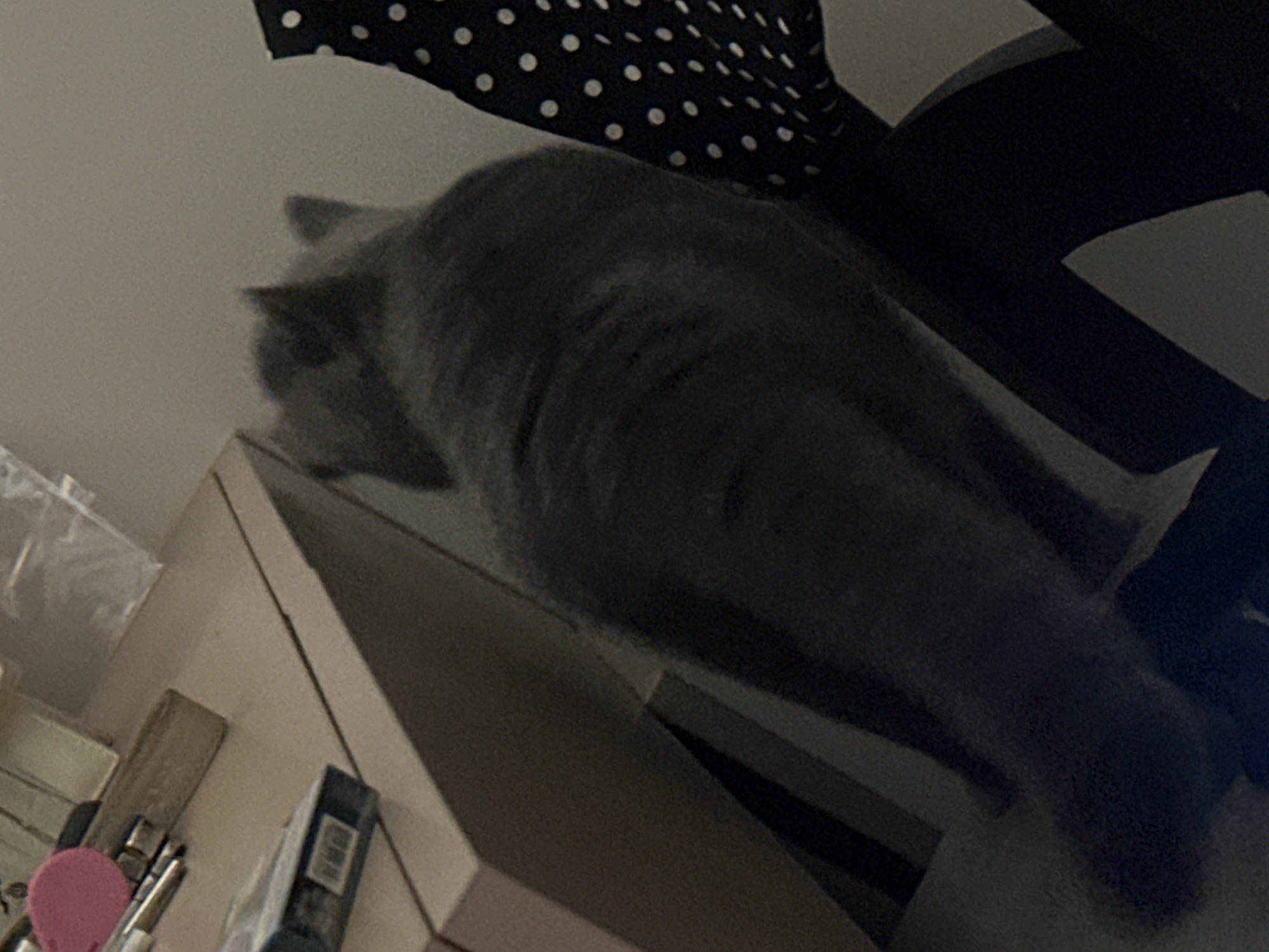 A blurry, low-light image shows a gray cat from behind, sitting on a dark surface, possibly a chair. The cat's fur appears to be short. To the left of the cat, a light-colored surface, possibly a desk or table, is visible, with some objects on it including a pink circular object and what appears to be a package with text and a barcode. To the right of the cat, a dark fabric with white polka dots is visible. The background is a plain, light-colored wall. The overall scene appears to be indoors, with artificial lighting.