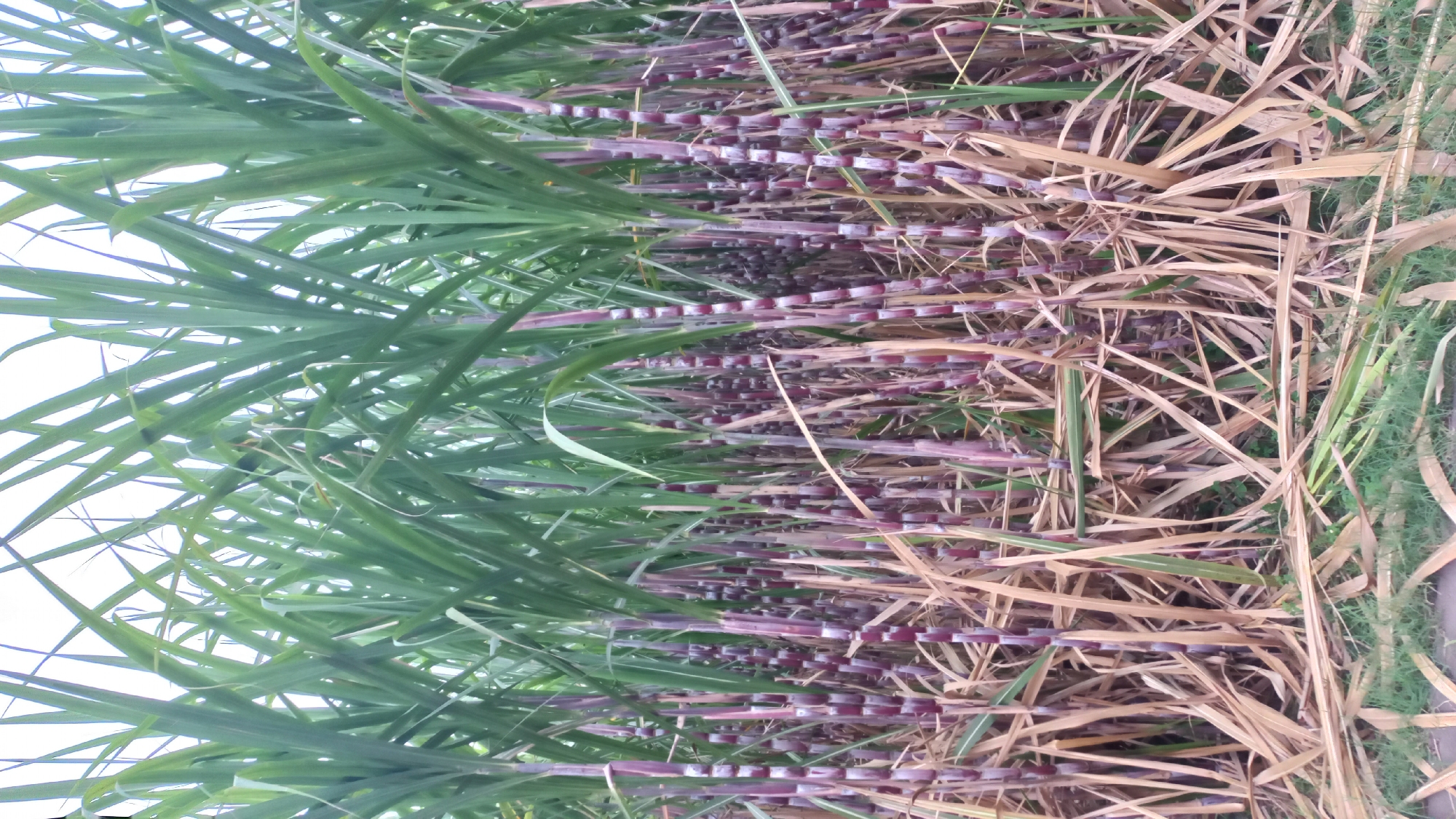 The image displays a dense field of sugarcane plants. The stalks are predominantly a deep reddish-purple color with lighter rings, and they are topped with lush green leaves that extend upwards and outwards, creating a thick canopy. The lower parts of the stalks are surrounded by dry, brown sugarcane leaves and stalks, suggesting it might be nearing harvest time or a period of dry growth. The ground beneath the plants is covered in a mix of these dried leaves and some sparse green grass. The background is a bright, overcast sky. The overall impression is that of a sugarcane plantation, possibly located in a rural agricultural area. The context provided by the prompt suggests this scene is in the city of Pare, Indonesia.