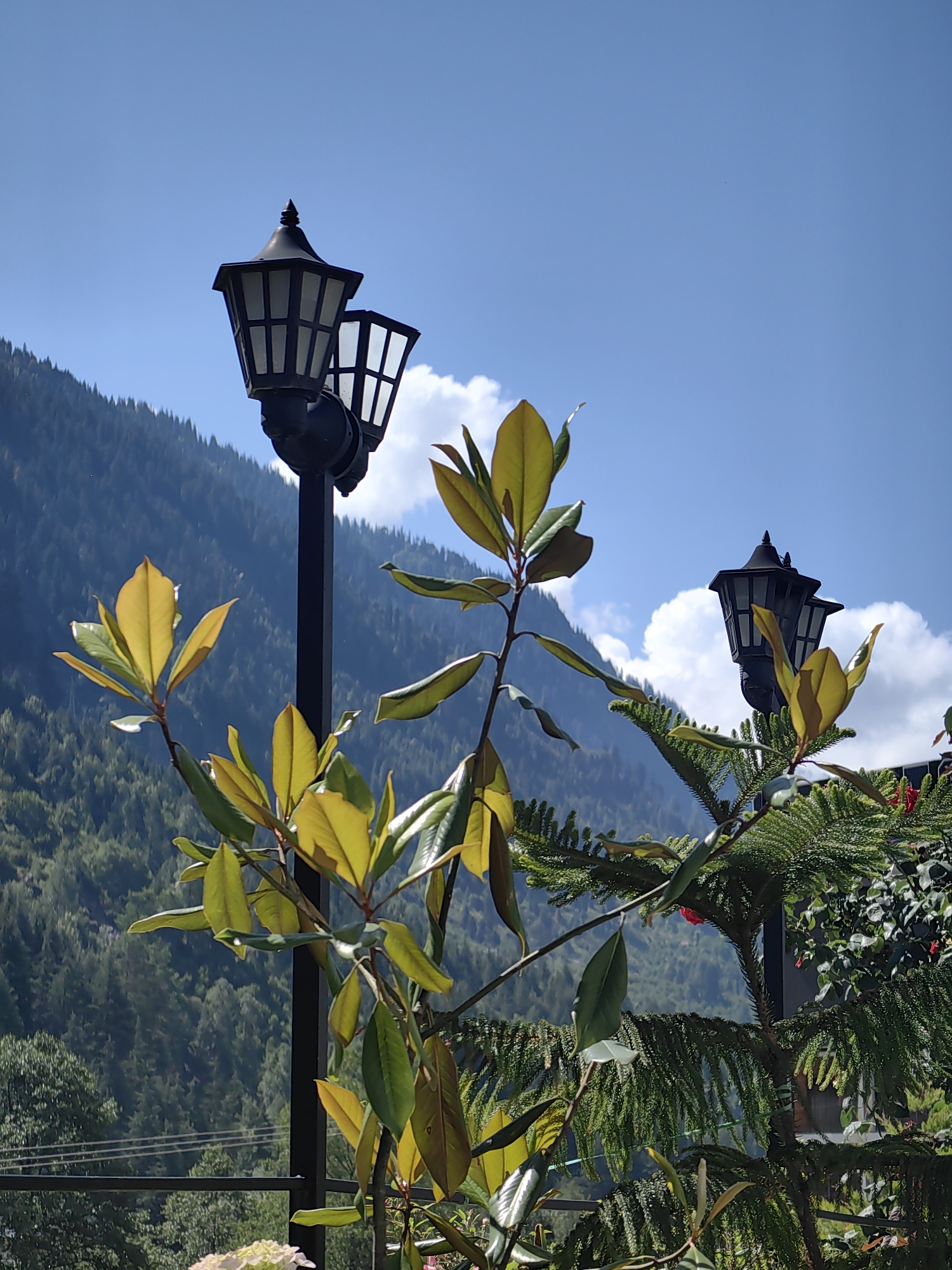 The image is a medium shot of a mountainous landscape in Kulang, India, on a clear day. In the foreground, there are several plants with green and yellow leaves, as well as a pine tree. Two black lamp posts with decorative tops are visible, one in the middle ground and another further in the background. Behind the plants and lamp posts, a lush green mountain covered in trees slopes upwards towards a bright blue sky with scattered white clouds. The scene appears to be outdoors, likely in a park or garden area with a scenic view. There are no people visible in the image.