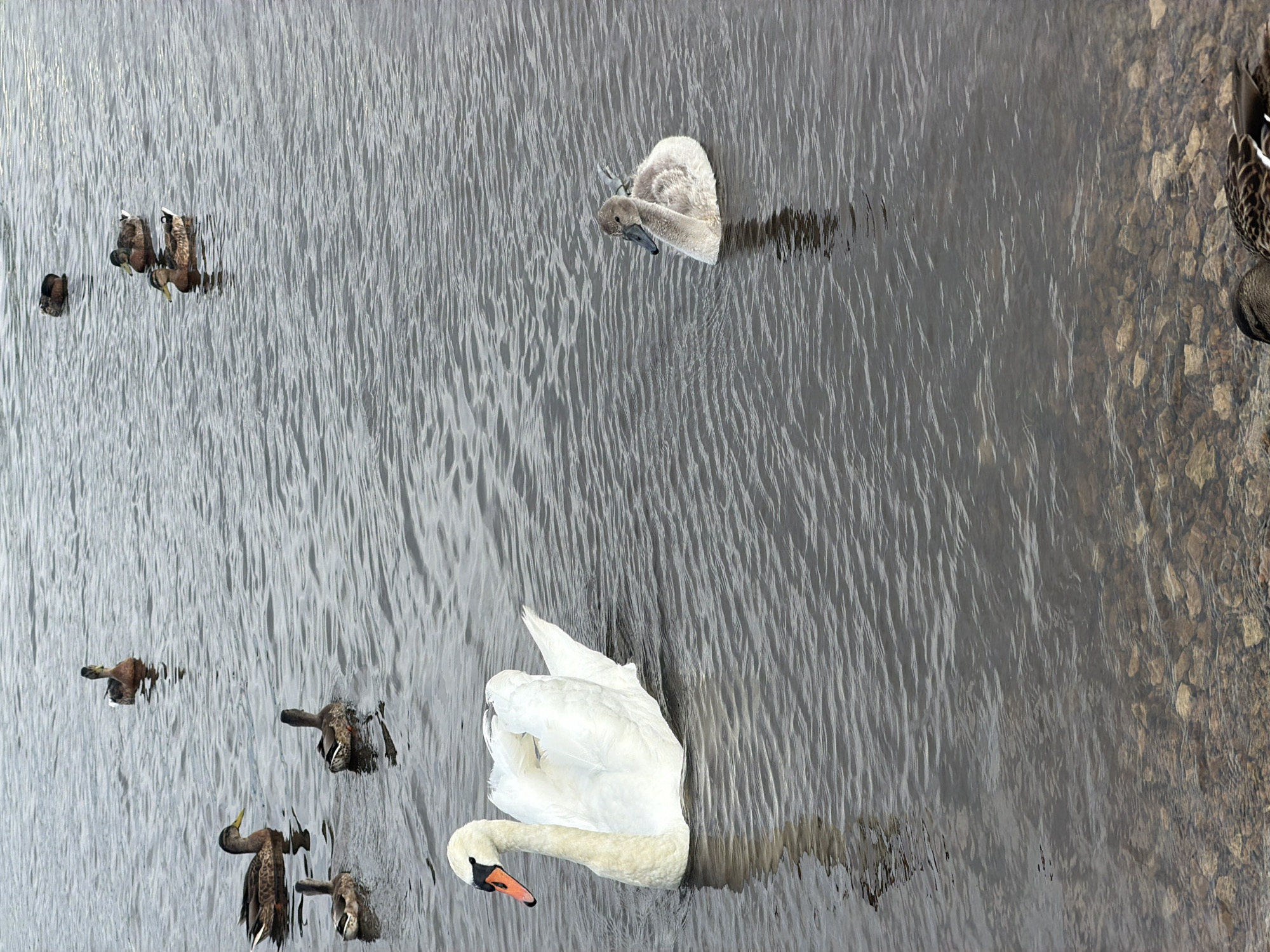 A flock of ducks and swans are swimming in a body of water. The water is calm with small ripples. In the foreground, a large white swan with an orange beak is swimming. To the right of the swan, a smaller grey cygnet is swimming. In the background, several mallard ducks are scattered across the water. The water is clear enough to see the rocky bottom in the foreground. The scene is likely in Riga, Latvia, as indicated by the context of the provided crops. The overall impression is one of peaceful coexistence among these waterfowl.