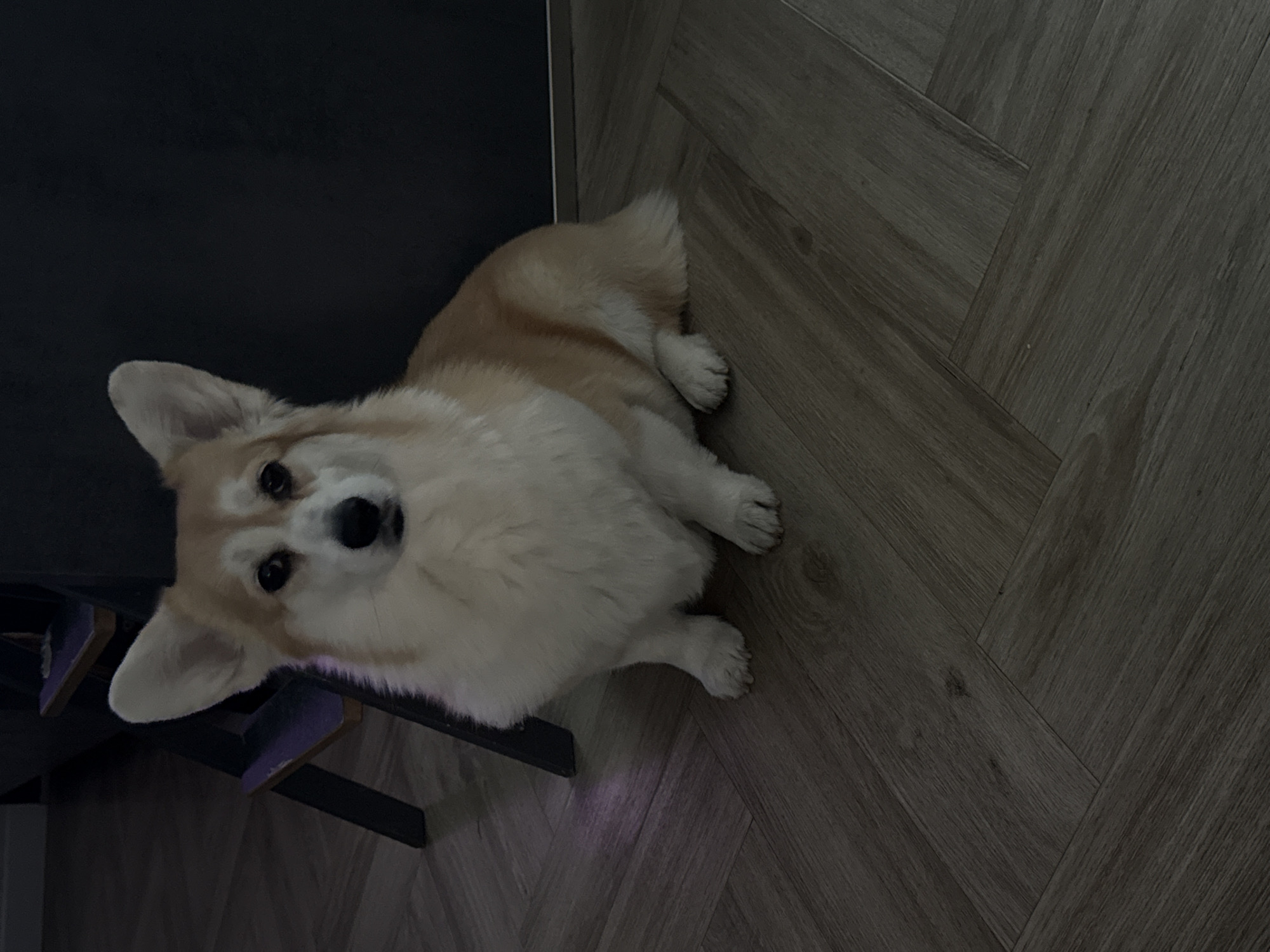 An indoor scene in Krasnoyarsk, Russia, shows a tan and white Corgi dog lying on a light-colored wooden floor with a herringbone pattern. The dog is positioned next to a dark, possibly black, piece of furniture or an object, which occupies the left side of the frame. The Corgi is looking directly up towards the camera with an attentive expression, its ears perked. The lighting in the room appears dim, suggesting it might be evening or night. No specific activity beyond the dog resting and looking up is evident. There is no visible text in the image.