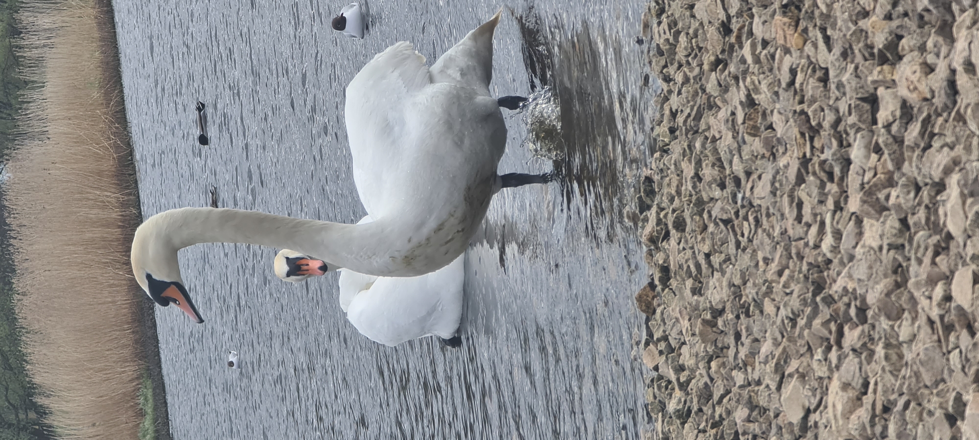 This image, taken in Riga, Latvia, depicts a tranquil waterside scene featuring two swans. The primary subject is a large, elegant white Mute Swan, positioned centrally with its body partially submerged in the water and partially near a rocky bank. Its long, curved neck extends forward and slightly downward, showcasing its distinctive orange beak with a prominent black knob at the base. The swan appears to be moving or foraging, as one of its dark legs pushes through the water, creating a small splash.
Behind the main swan, another white swan is visible, mostly submerged and floating calmly in the rippled water. The water itself displays gentle undulations, suggesting a slight breeze or the movement of the birds.
The setting includes a body of water that spans the middle ground of the image. To the left, a natural bank is covered with tall, dry reeds or grass, extending into the background. On the right, a rugged embankment is formed by numerous light grey and brown pebbles and small rocks, creating a distinct water's edge. The lighting is soft and diffused, indicating an overcast day with no harsh shadows. The overall atmosphere of the scene is peaceful and natural. No text is visible in the image.