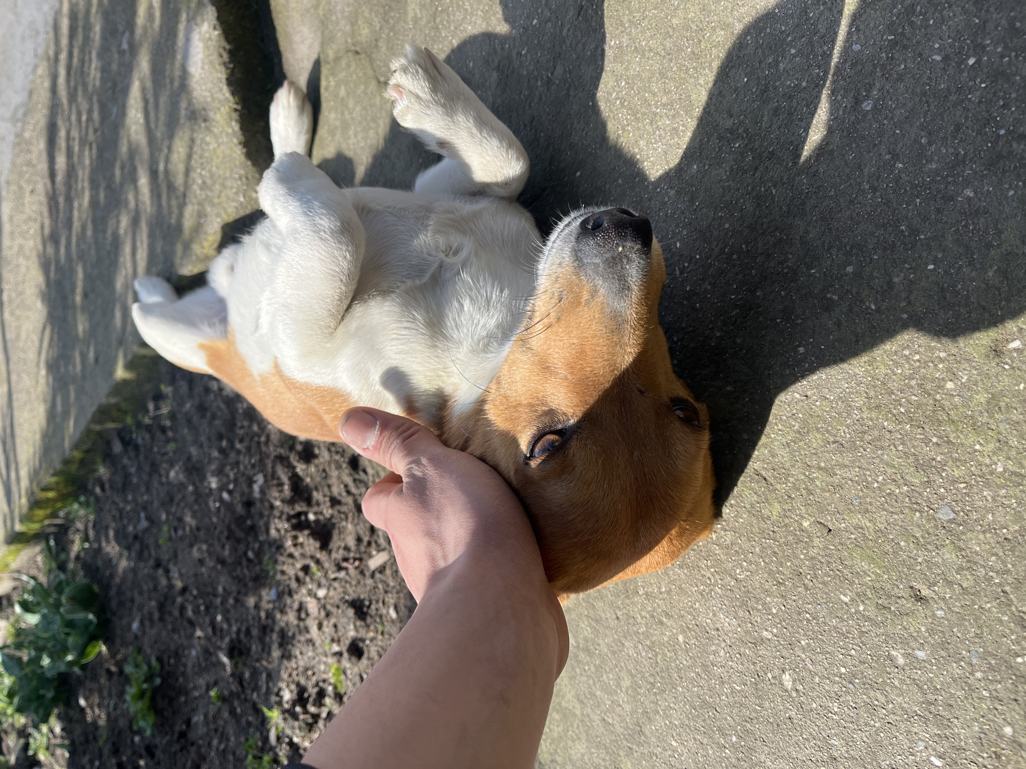 The image depicts a close-up, high-angle view of a tan and white dog being petted by a human hand, set outdoors in Razhevo Konare, Bulgaria. The dog, likely a terrier-type breed, is lying on its back on a grey concrete surface, with its white-furred belly and curled legs prominent. Its tan head is turned towards the camera, with its right eye partially visible and looking upwards. A light-skinned human hand is positioned on the dog's neck/ear area, suggesting an act of petting or scratching. To the left of the dog, a patch of dark, tilled earth with sparse green vegetation is visible, bordered by a moss-covered concrete step or curb in the background. The scene is brightly illuminated by direct sunlight, casting sharp shadows from the dog and other objects onto the concrete ground.