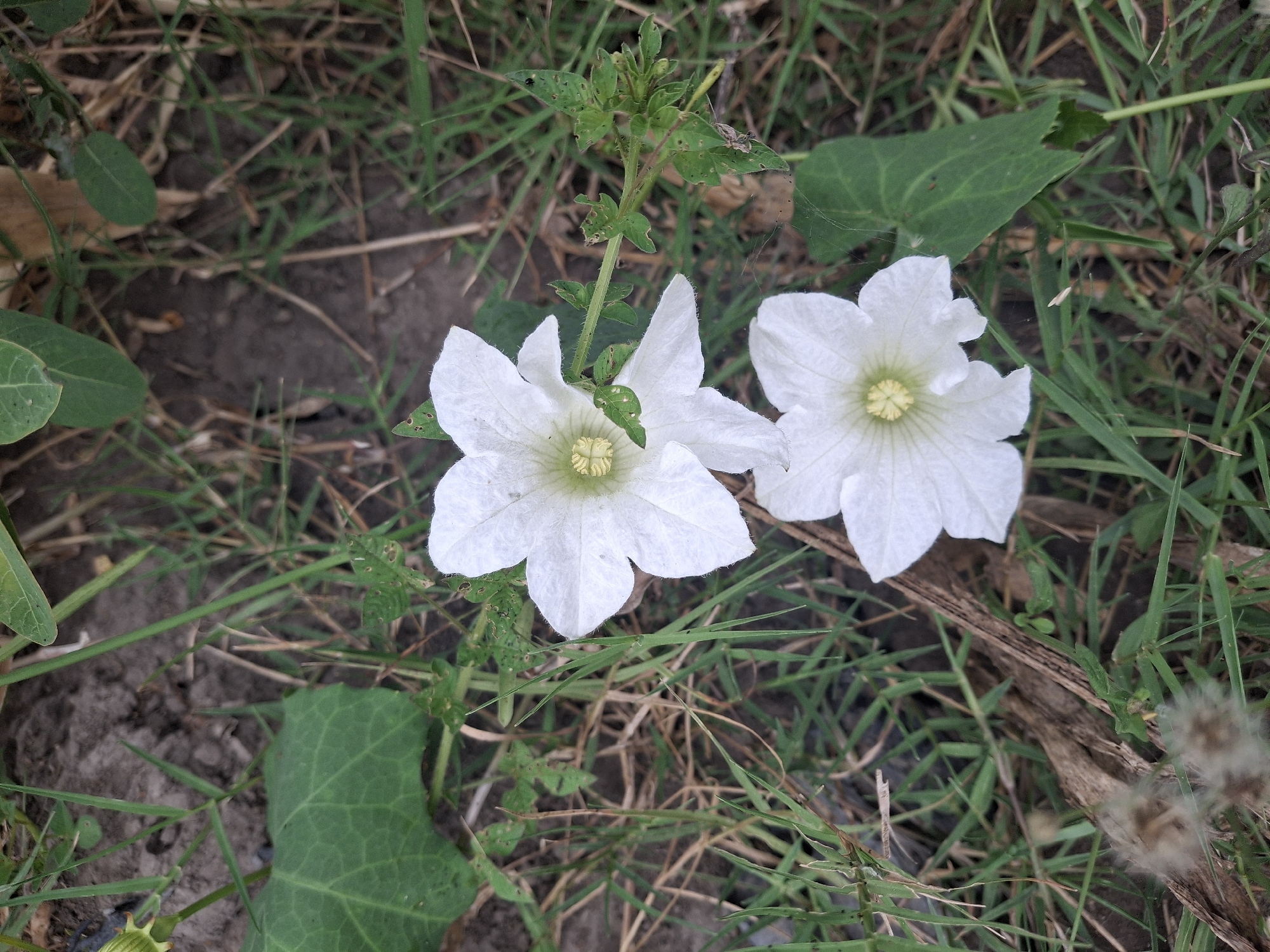 Two white flowers with green centers are in focus, with one slightly above and to the left of the other. The flowers are surrounded by green grass, brown dirt, and some dry leaves. The background is blurred, suggesting a shallow depth of field. The scene appears to be an outdoor natural environment. The location is in Denok, Indonesia.
