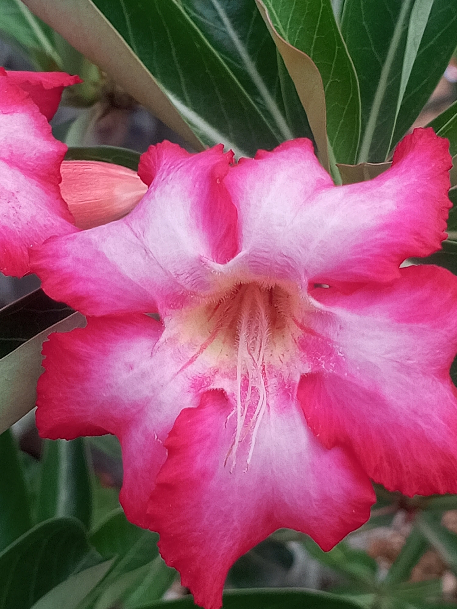 A close-up, vertical, eye-level shot focuses on a vibrant pink desert rose flower blooming amidst lush green leaves. The flower exhibits a gradient of pink, transitioning from a deep fuchsia at the petal edges to a lighter, almost white pink towards the center. Delicate white stamens with a hint of yellow protrude from the flower's throat. The surrounding leaves are a deep, verdant green with visible veins. The background is softly blurred, suggesting an outdoor environment. The image captures the intricate details and delicate beauty of the flower, showcasing its textured petals and central reproductive structures. This image does not provide information about a specific location in Altagracia, Venezuela, as it focuses solely on the botanical subject.