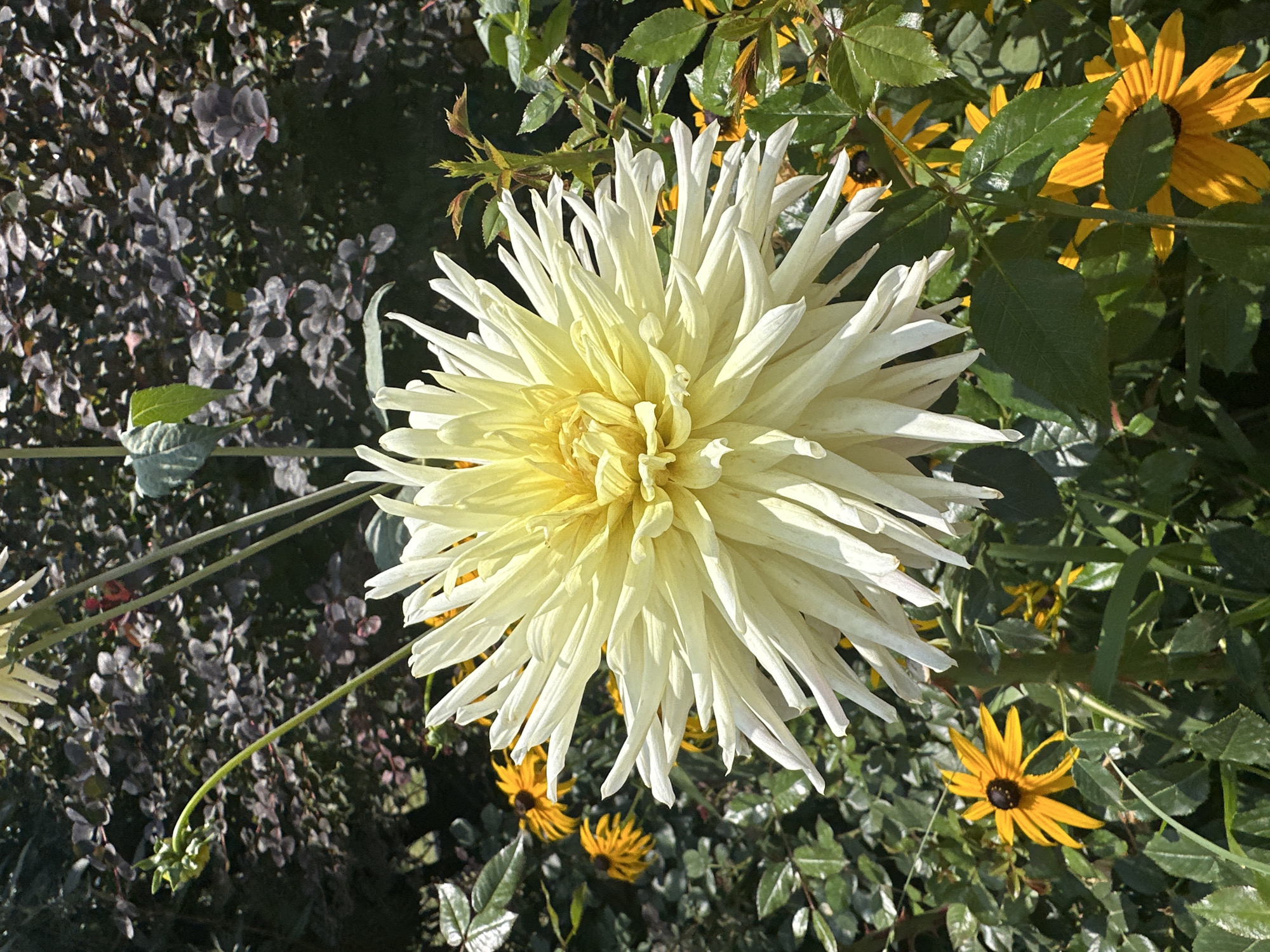 The image shows a close-up of a large, white dahlia with spiky petals in the foreground. Behind the dahlia, there are several smaller yellow flowers, likely rudbeckia, with dark centers. The background is a blur of dark green foliage and some darker, purplish leaves of a shrub. The lighting suggests it is daytime and sunny, with some shadows present. The image appears to be taken in a garden setting. There are no people or animals visible in the image, nor any indication of the city of Tbilisi, Georgia.