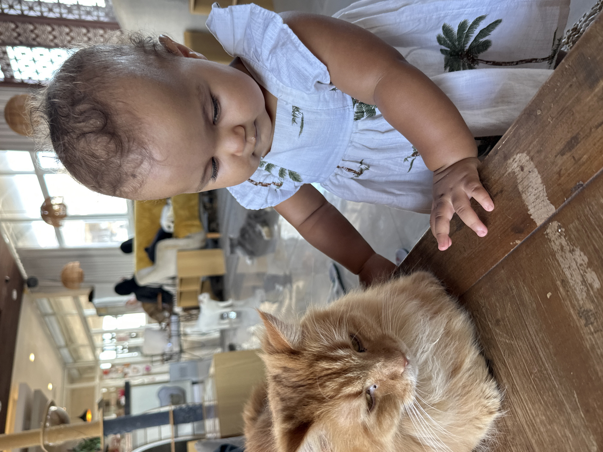 The image shows a baby reaching towards an orange cat on a wooden surface, possibly a table. The baby is wearing a white dress with a palm tree pattern. The cat appears to be a Maine Coon, with long, fluffy fur. The background is blurred, but it appears to be an indoor setting, possibly a cafe or restaurant, with natural light coming from windows. There are other tables and chairs visible in the background, as well as some decorative elements like hanging lamps. The scene appears to be casual and relaxed, with the baby showing curiosity towards the cat. The lighting suggests it is daytime. The location context is Denpasar, Indonesia.