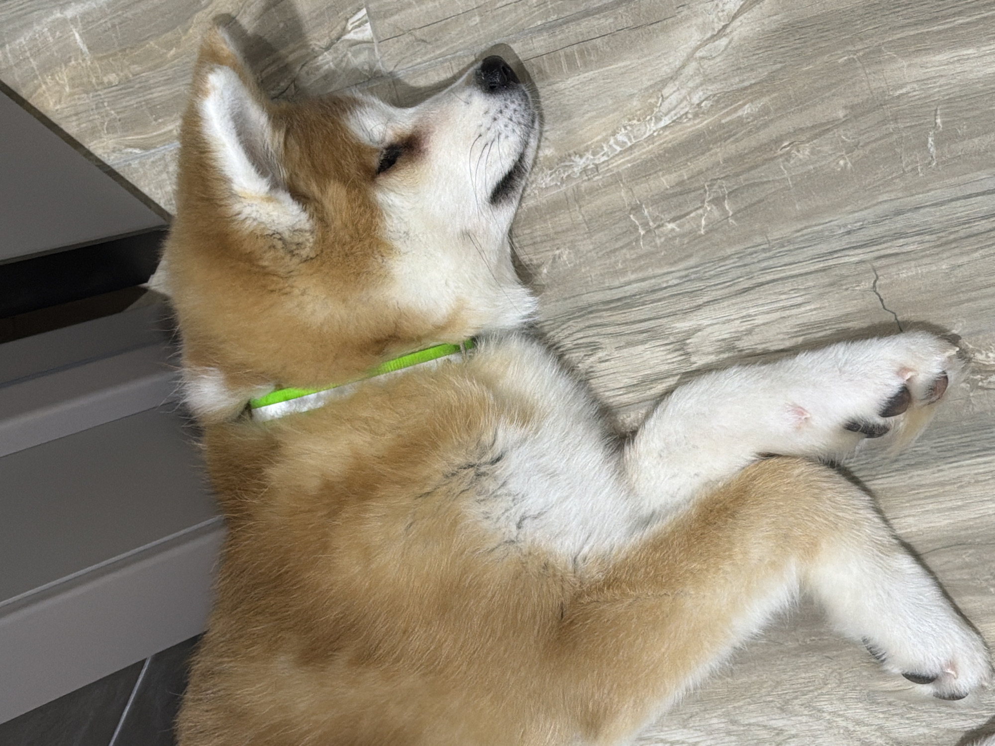 A red-fawn and white canine, consistent with an Akita Inu or Shiba Inu type, is observed lying on its left side on a light gray-brown plank-style laminate floor. The animal wears a neon green collar around its neck. Its eyes are closed, indicating a state of sleep or rest. The fur is predominantly golden-brown across its back and head, transitioning to white on its underbelly, lower legs, and parts of its face. Darker, fine streaks of fur are visible along its flanks. The paws display dark pads and visible claws; a minor reddish discoloration or mark is present on the dorsal surface of one of the white front paws. The background reveals partial views of dark gray and light gray vertical or angled panels, likely components of furniture or an interior wall structure. This scene is located in Chaikovsky, Russia.