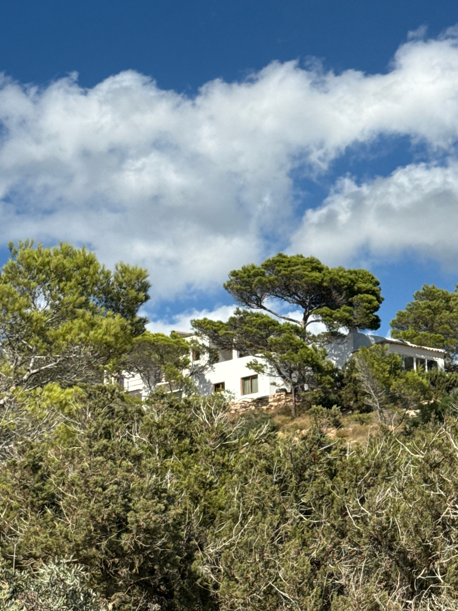 The image shows a modern white house nestled on a hillside surrounded by dense green vegetation, likely pine trees and scrub brush. The house has a flat roof and large windows, suggesting a contemporary architectural style. In the background, a bright blue sky is filled with fluffy white clouds. The vegetation is varied, with some trees appearing taller and more mature, while other areas are covered in thick, low-lying brush with gnarled branches. The overall impression is one of a secluded property in a natural, possibly Mediterranean, setting, characteristic of the landscape found in Sant Josep de sa Talaia, Spain, a municipality on the island of Ibiza known for its beautiful coastline and hills dotted with private residences. There are no people or animals visible in the image, nor any indication of activity. The focus is on the interplay between the man-made structure and its natural surroundings.