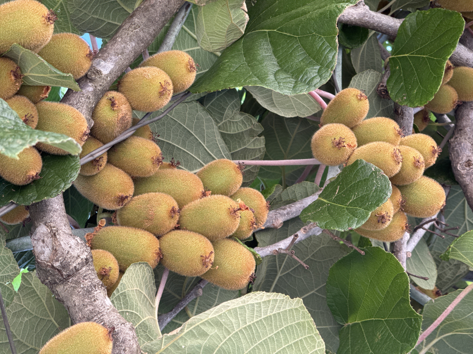 This media file is a close-up shot of a cluster of ripe kiwis growing on a tree branch. The kiwis are oval-shaped with fuzzy, light brown skin and appear to be a pale green color. They are hanging in dense bunches, some overlapping, attached to the woody branches of the plant. The branches are grey and textured, with smaller, thinner twigs extending out. Large, green, veined leaves surround the fruit, some partially obscuring the kiwis. The leaves are broad and have serrated edges. The overall impression is one of abundance and natural growth. There are no people visible in the image, nor is there any text. The lighting suggests it could be daytime, possibly outdoors in a temperate climate, given the foliage and fruit. The location context provided is Budva, Montenegro, which is consistent with the appearance of a fruit-bearing tree in a Mediterranean or coastal environment. The scene is calm and natural, focusing solely on the fruit and plant.
