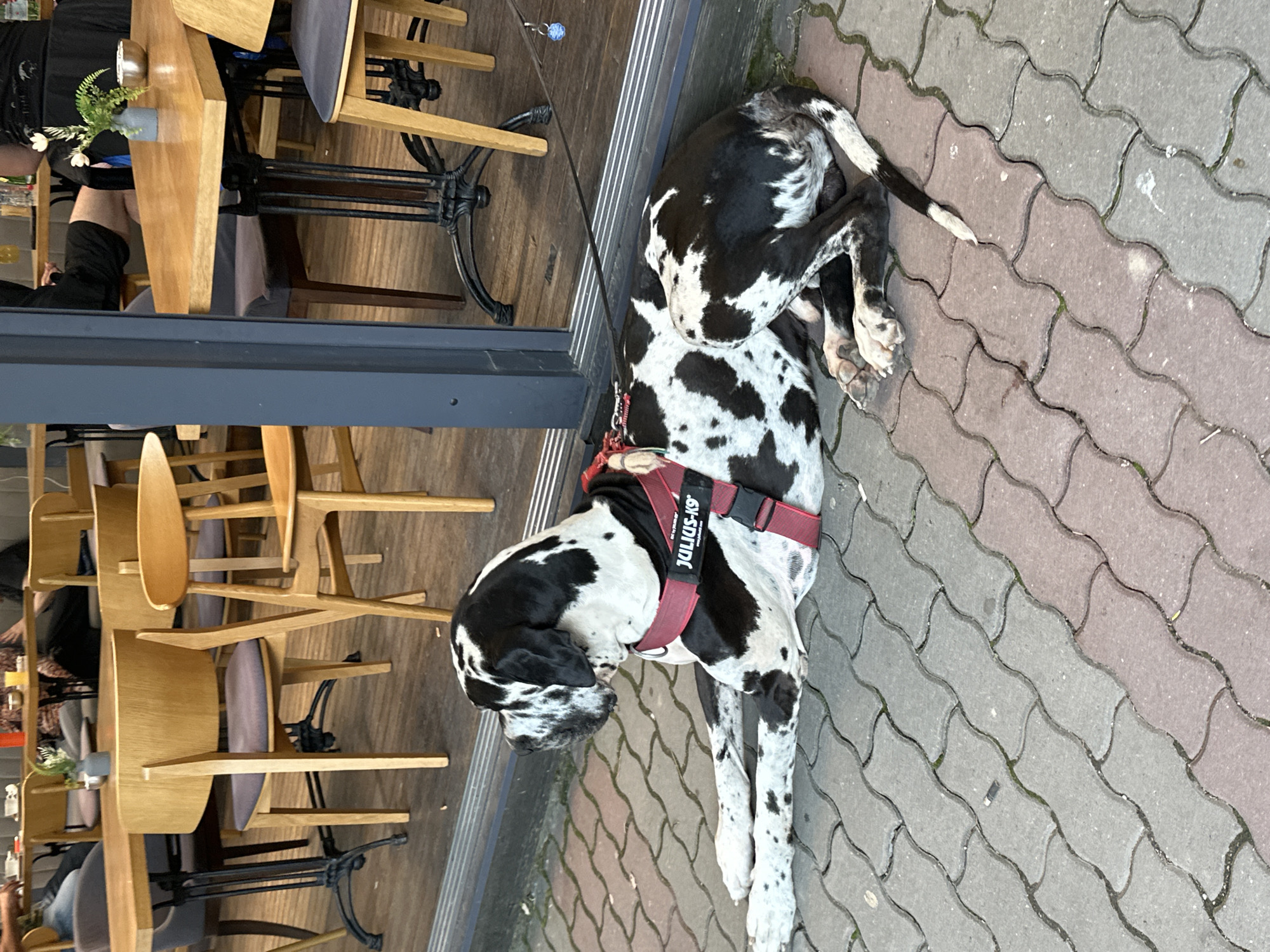 A black and white Great Dane wearing a red harness is lying on a patterned paved walkway outside a building with a glass front. The dog's body is mostly white with black spots, and it is curled up with its head down and tail tucked in. The harness is labeled "Julius-K9". Tables and chairs are visible inside the building. The setting seems to be an outdoor cafe or restaurant area. The location is not explicitly stated as Veliko Tarnovo, Bulgaria, though the user prompt may imply it.