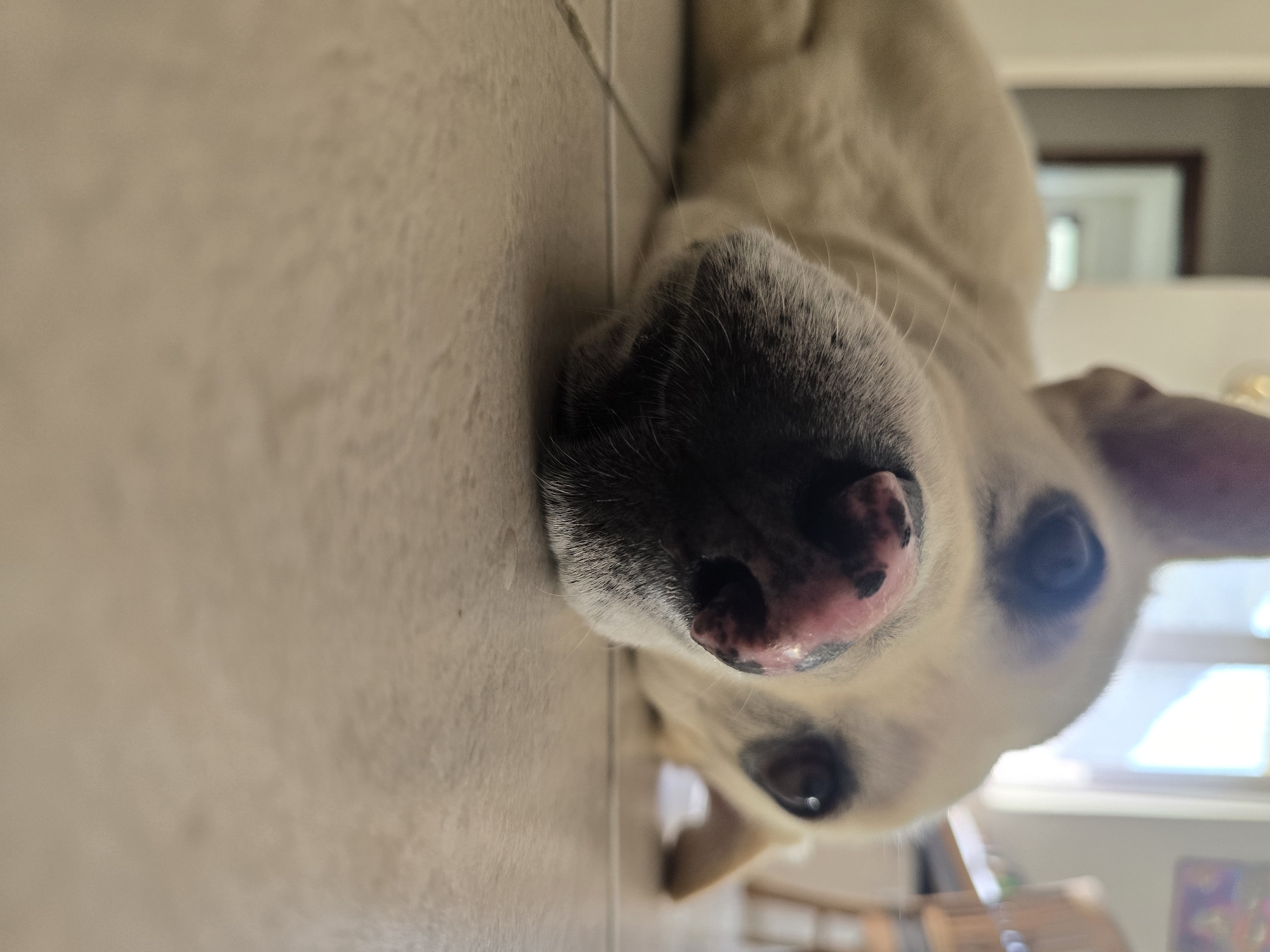 A close-up, low-angle shot shows the face of a light-colored dog lying on a tiled floor. The dog's nose, with pink and black patches, is prominent in the foreground. Its eyes are visible, and part of its ears and body are in the background. The environment appears to be indoors, possibly a home or a common area, with glimpses of furniture and a doorway in the blurred background. The lighting suggests it's daytime, with natural light coming from a window. There is no indication of the dog's specific location within Podgorica, Montenegro.