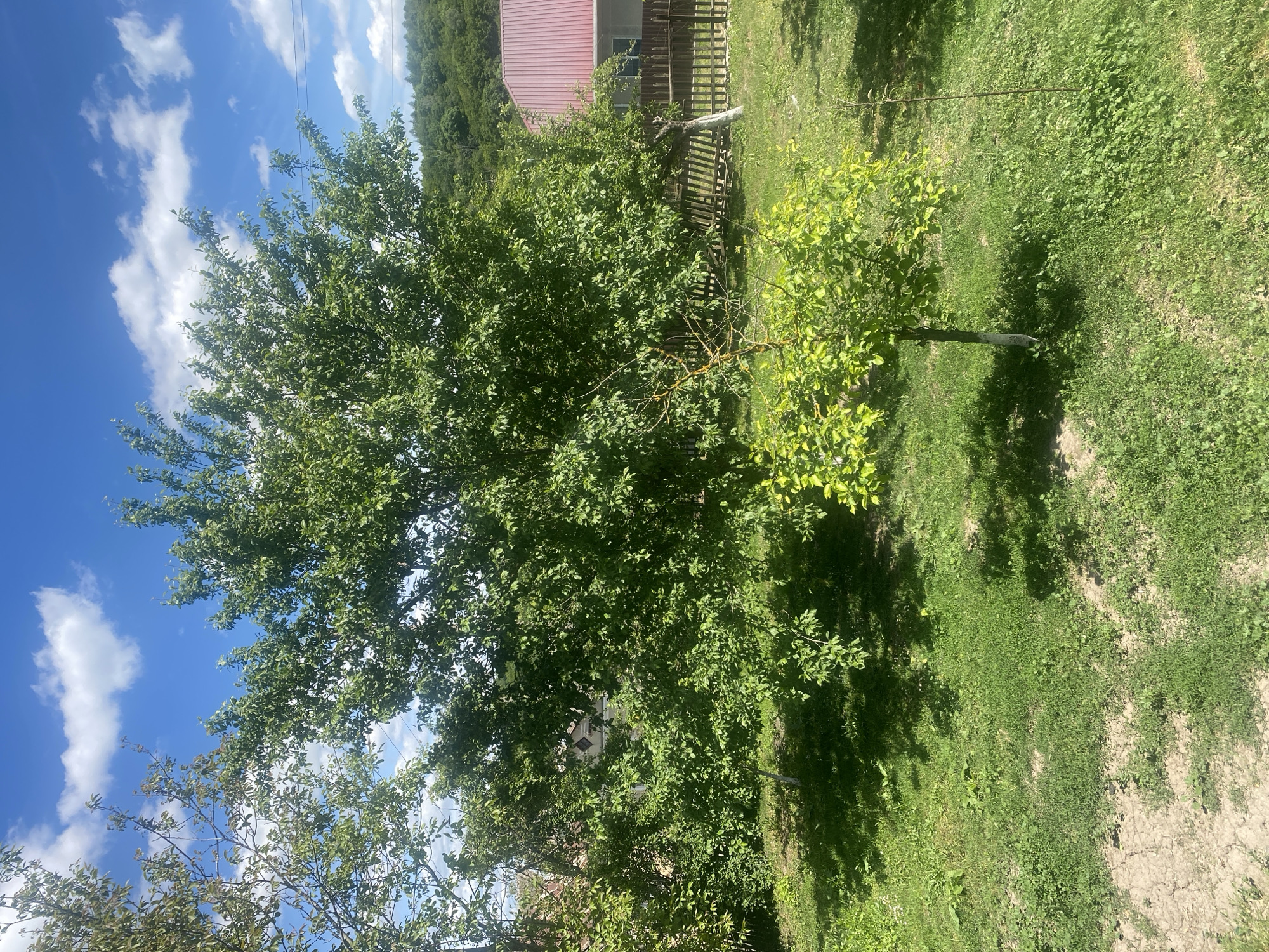 The image depicts a rural scene in Pakhynia, Ukraine. A large, leafy tree dominates the foreground, casting a shadow on the grass. A smaller tree with a painted trunk stands to the right. In the background, a red-roofed building is partially visible behind a wooden fence. Beyond that, a forested hillside rises. The sky is blue with scattered white clouds. The ground is covered in green grass and vegetation. No people are visible.