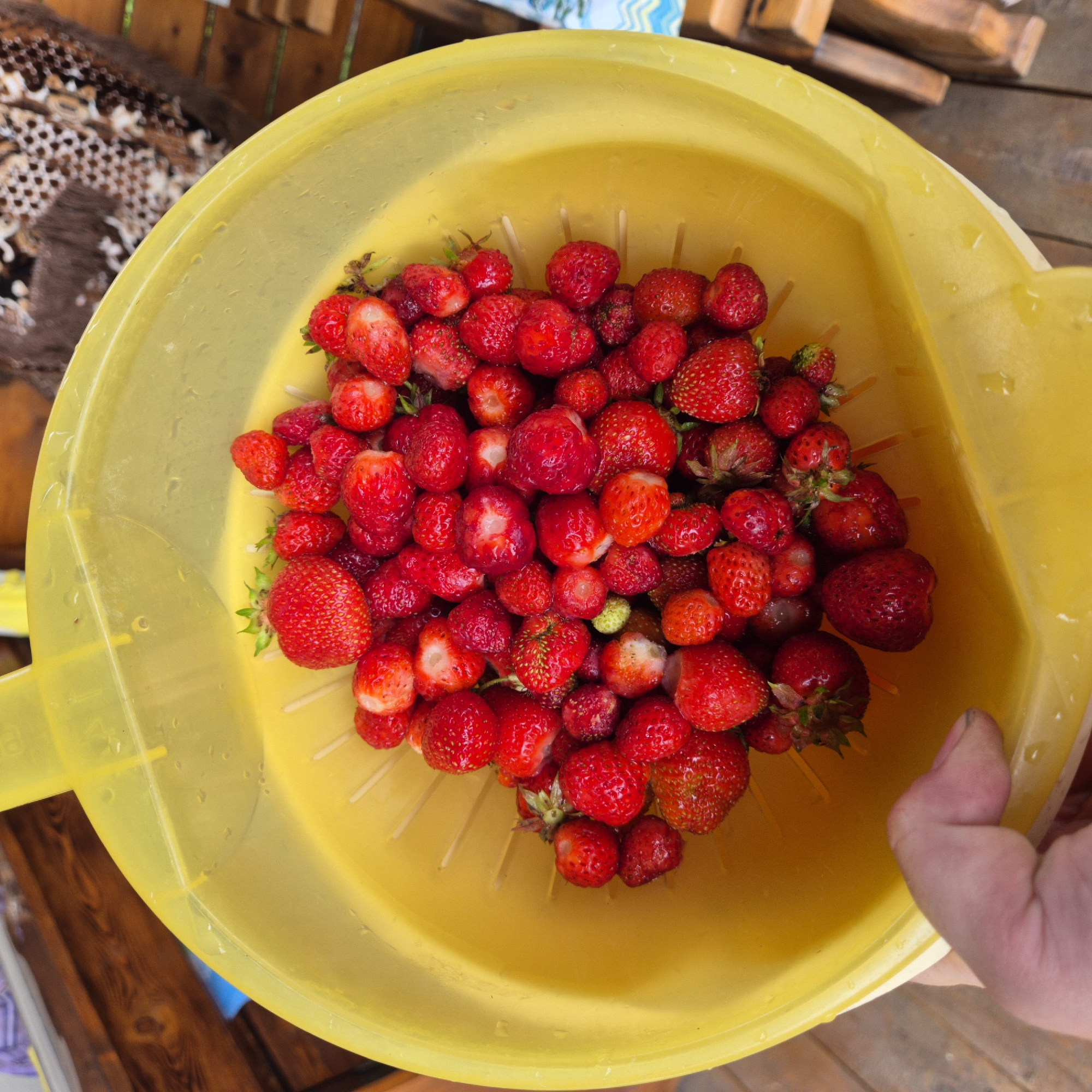 A close-up, overhead shot shows a bright yellow colander filled with a large quantity of ripe red strawberries. The strawberries are of various sizes, with some larger ones at the top and smaller ones mixed throughout. The colander is partially filled with water, which is visible as droplets on the strawberries and the colander's surface. A hand, with visible dirt under the fingernails, is holding the colander from the lower left corner. The background suggests an outdoor setting, with wooden planks of a deck or table visible beneath the colander, and a hint of patterned fabric in the upper right corner. The location is described as Новостройка, Russia.