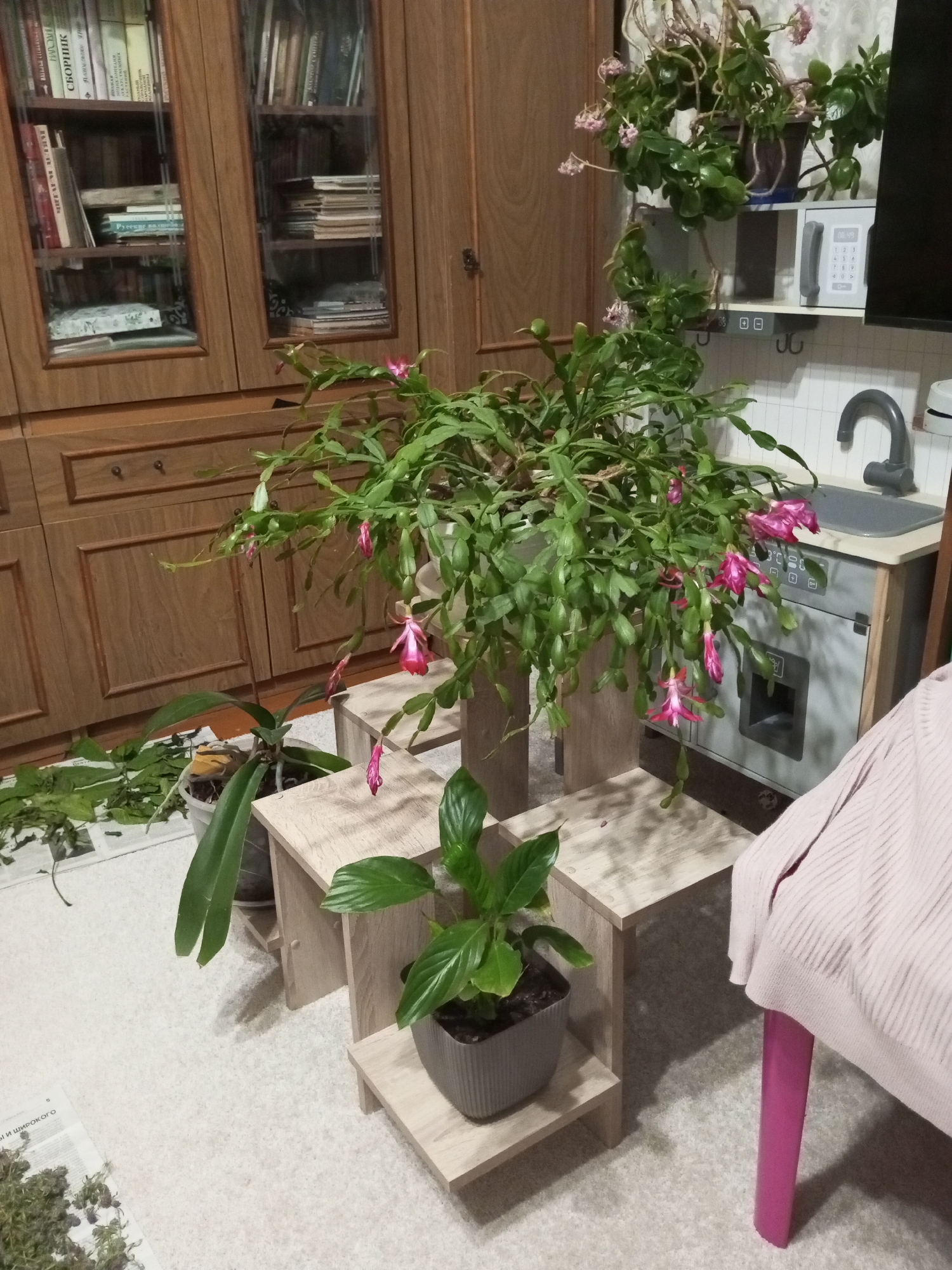 The image depicts an indoor scene with a focus on a collection of houseplants. In the background, a wooden cabinet with glass doors displays a variety of books on its shelves. To the right of the cabinet is a light-colored wall with white tiles, where a toy kitchen set is visible, complete with a sink and faucet. A landline telephone sits on a shelf above the toy kitchen.
In the foreground, several potted plants are arranged on the floor and on small wooden tiered stands. A large Christmas cactus with pink flowers is the most prominent plant, its long stems cascading down. Another plant with large green leaves in a grey pot is positioned on the lower tier of the stand. A third plant, possibly an orchid, with long, flat leaves, is in a pot on the floor. Scattered on the floor around the plants are fallen leaves and a section of newspaper. A pink sweater is draped over a bright pink chair leg on the far right of the image. The floor is covered with a light-colored, textured carpet.
The scene appears to be a domestic setting, likely a living room or a similar area within a home. The lighting is dim, suggesting it might be evening or a dimly lit room. The presence of the toy kitchen set hints at the possibility of children being present or that the space is a child-friendly area. The overall impression is one of a home with an interest in indoor plants. The location of Ароматновское сельское поселение, Ukraine, is noted but not directly verifiable from the visual elements in the image.