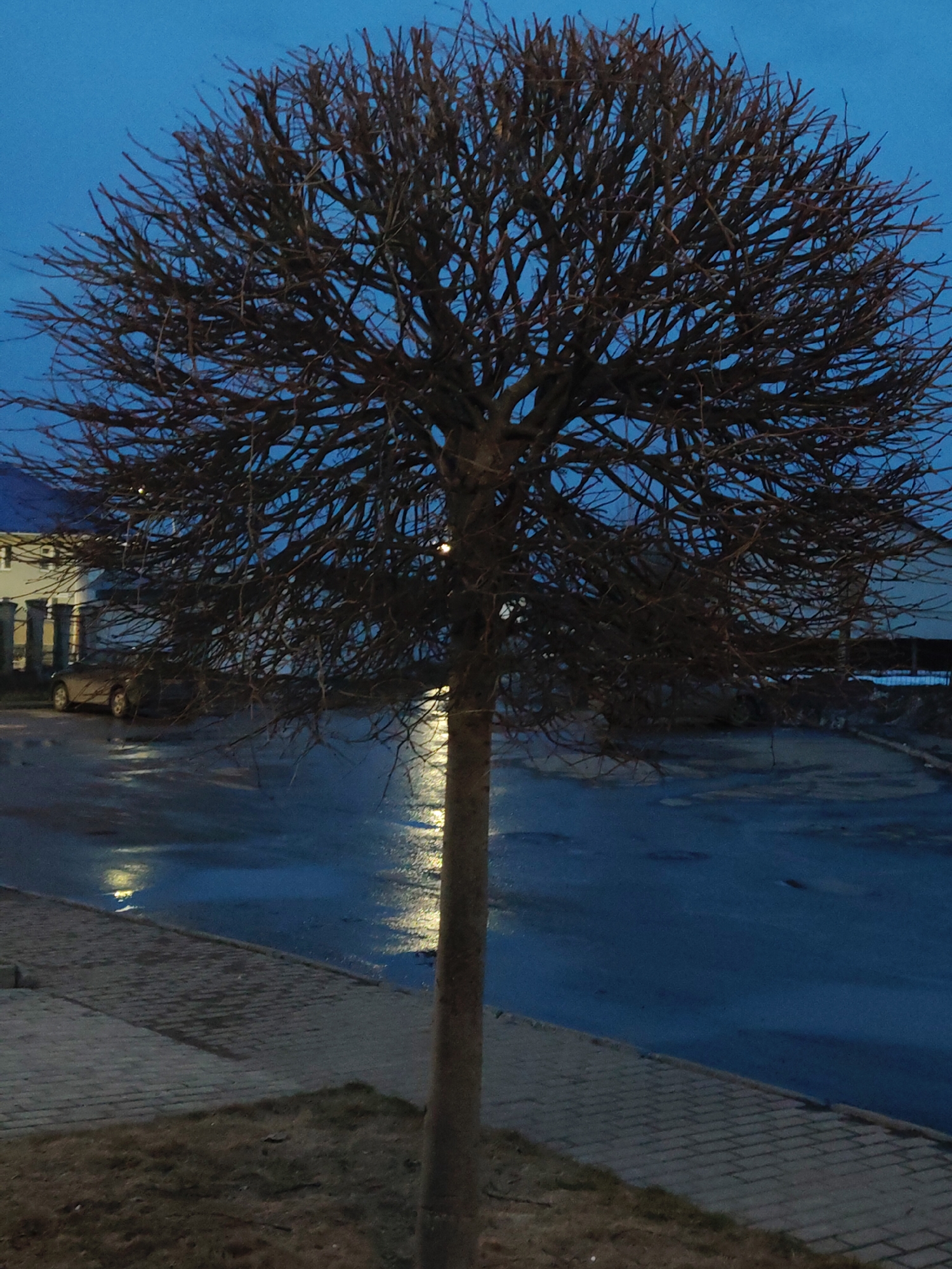 A bare tree stands prominently on a city street at dusk or night. The street is wet, reflecting light from unseen sources, creating bright streaks. A sidewalk made of interlocking pavers runs alongside the street. A building and a car are visible in the background. The tree's trunk is smooth and cylindrical, with many branches extending outwards, creating a dense, rounded canopy. The sky is a deep blue. The location appears to be a residential or suburban area, judging by the presence of the building and car.