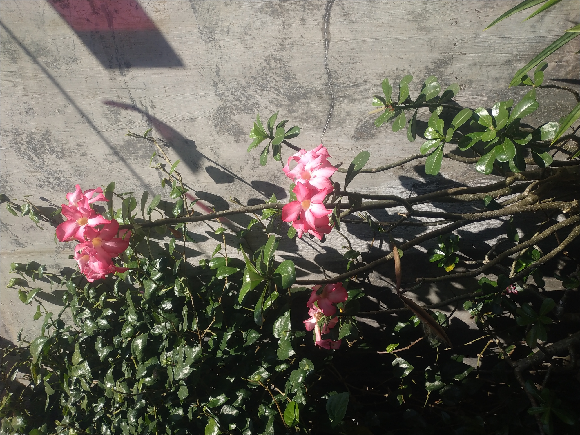 An outdoor, eye-level medium shot shows a desert rose plant with pink flowers and green leaves, positioned against a weathered, concrete wall. The plant is on the left side of the frame, with its branches extending upwards and towards the right. The wall, textured and gray, occupies the majority of the right side of the image. Sunlight casts shadows of the plant and leaves onto the wall, creating a dappled effect. The background includes a dense cluster of green foliage on the far left, which appears to be another plant or vine. The lighting suggests it is daytime, likely morning or afternoon, given the strong shadows. The scene is devoid of people or animals. This scene is consistent with a garden or yard in Jember, Indonesia, where such plants are common and often grown against house walls.