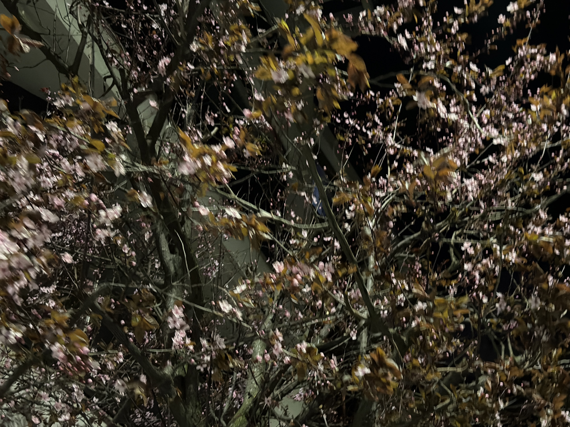 The image shows a tree with sparse pink blossoms and brown leaves, likely a cherry blossom tree, set against a dark background that appears to be night. Some architectural elements, possibly a building, are faintly visible behind the tree on the left. The location is potentially in Sofia, Bulgaria. The scene suggests a nighttime shot capturing urban nature.