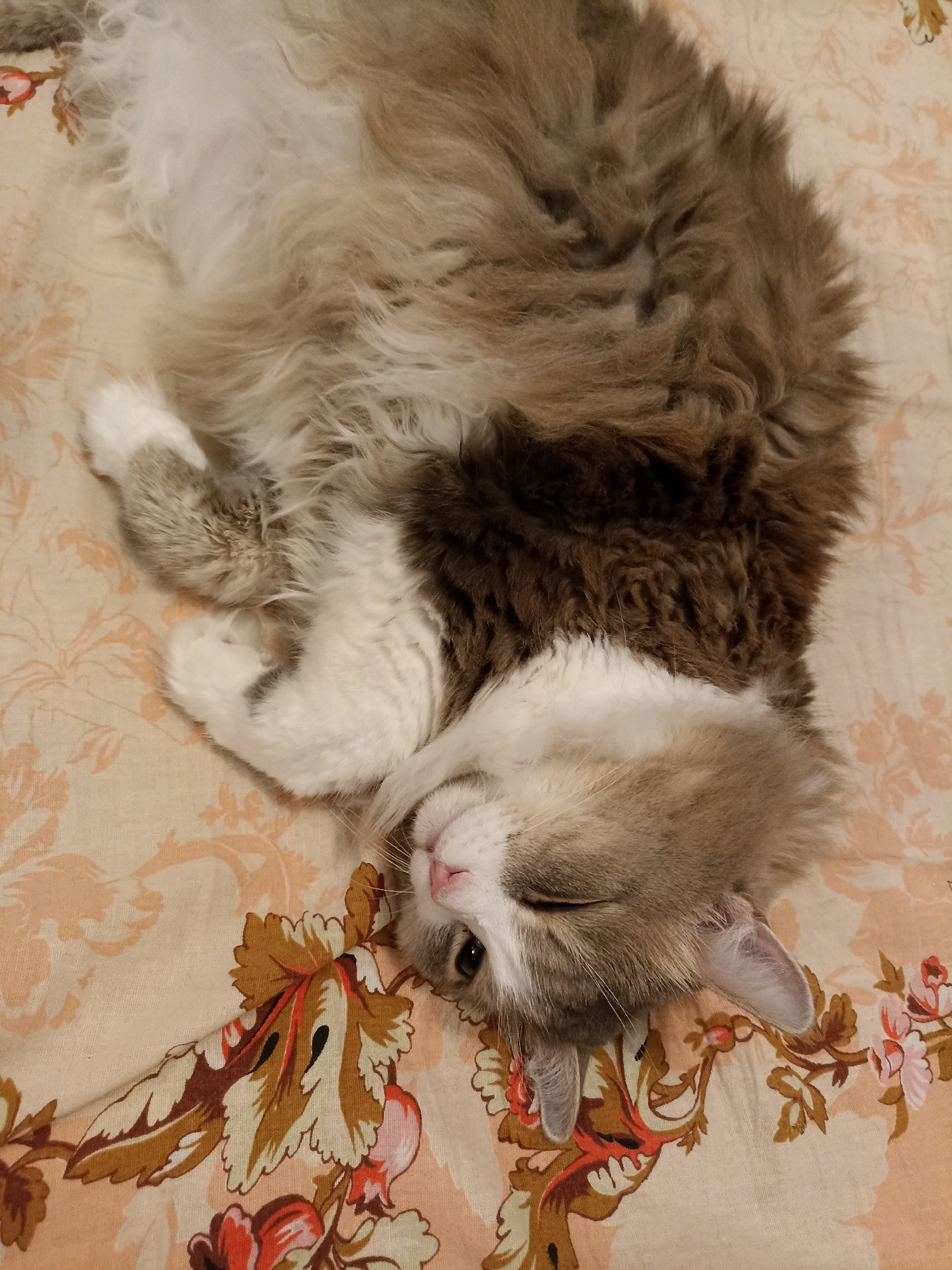 A fluffy cat with grey, brown, and white fur is lying on its back on a light-colored floral patterned blanket. The cat's eyes are mostly closed, and its head is tilted to the side, with its nose pointing towards the viewer. Its paws are tucked in towards its chest. The background is the blanket, which has a repeating pattern of large, stylized flowers and leaves in shades of pink, orange, brown, and cream. The scene appears to be indoors, possibly on a bed or sofa. There is no visible indication of the location within the city of Novosibirsk, Russia.