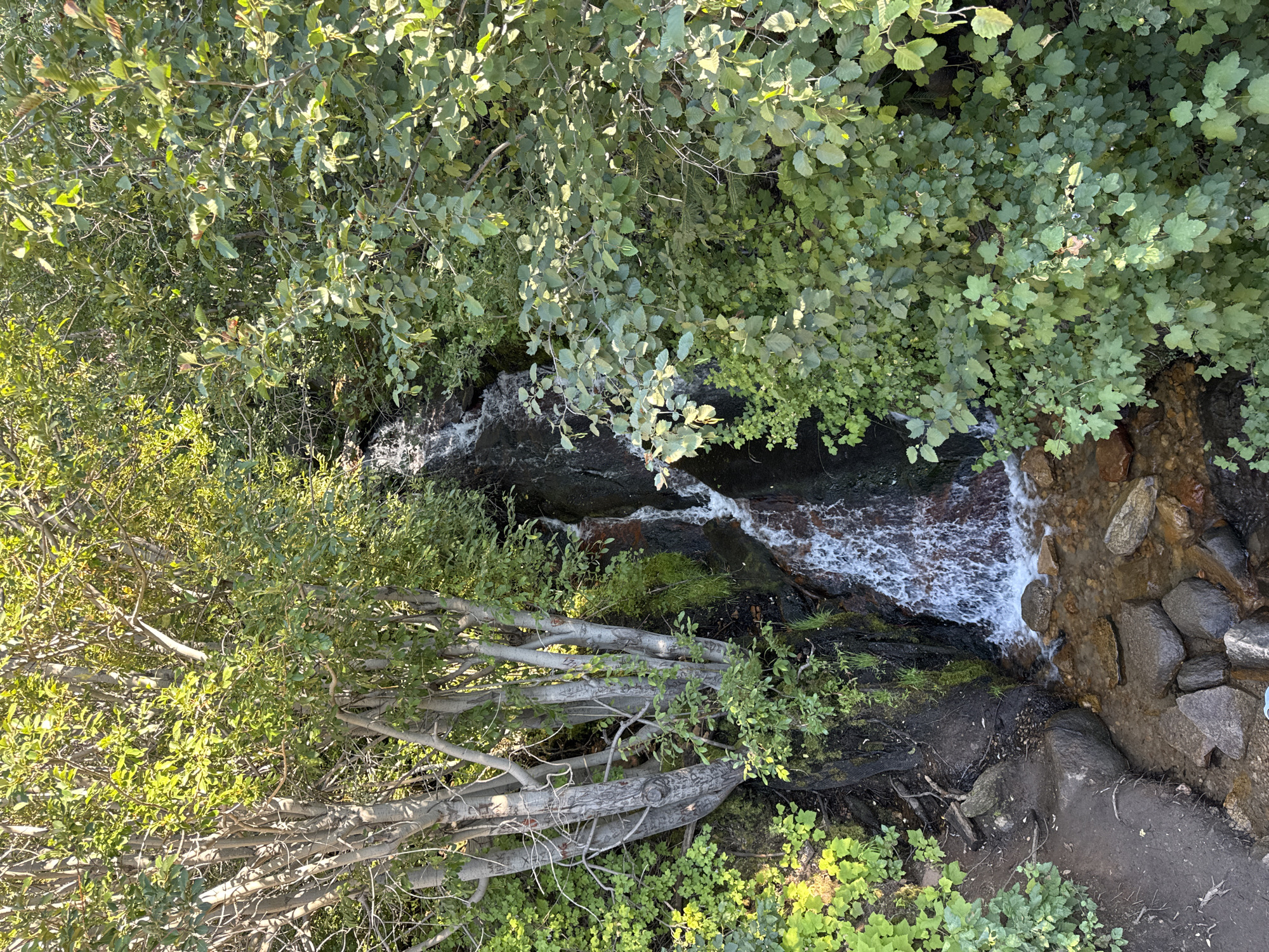 The image shows a small waterfall cascading over rocks and dark, wet soil, surrounded by lush green foliage. Several trees with light-colored bark, some of which have carvings on them, are visible on the left side of the waterfall. The water flows into a shallow stream with rounded rocks scattered at the bottom. The scene is bathed in natural sunlight, casting dappled shadows through the leaves. The setting appears to be a natural, wooded area, potentially a park or a hiking trail. The location in Stateline, United States of America is not discernible from the visual information provided in the image. There are no people or animals visible in the image.